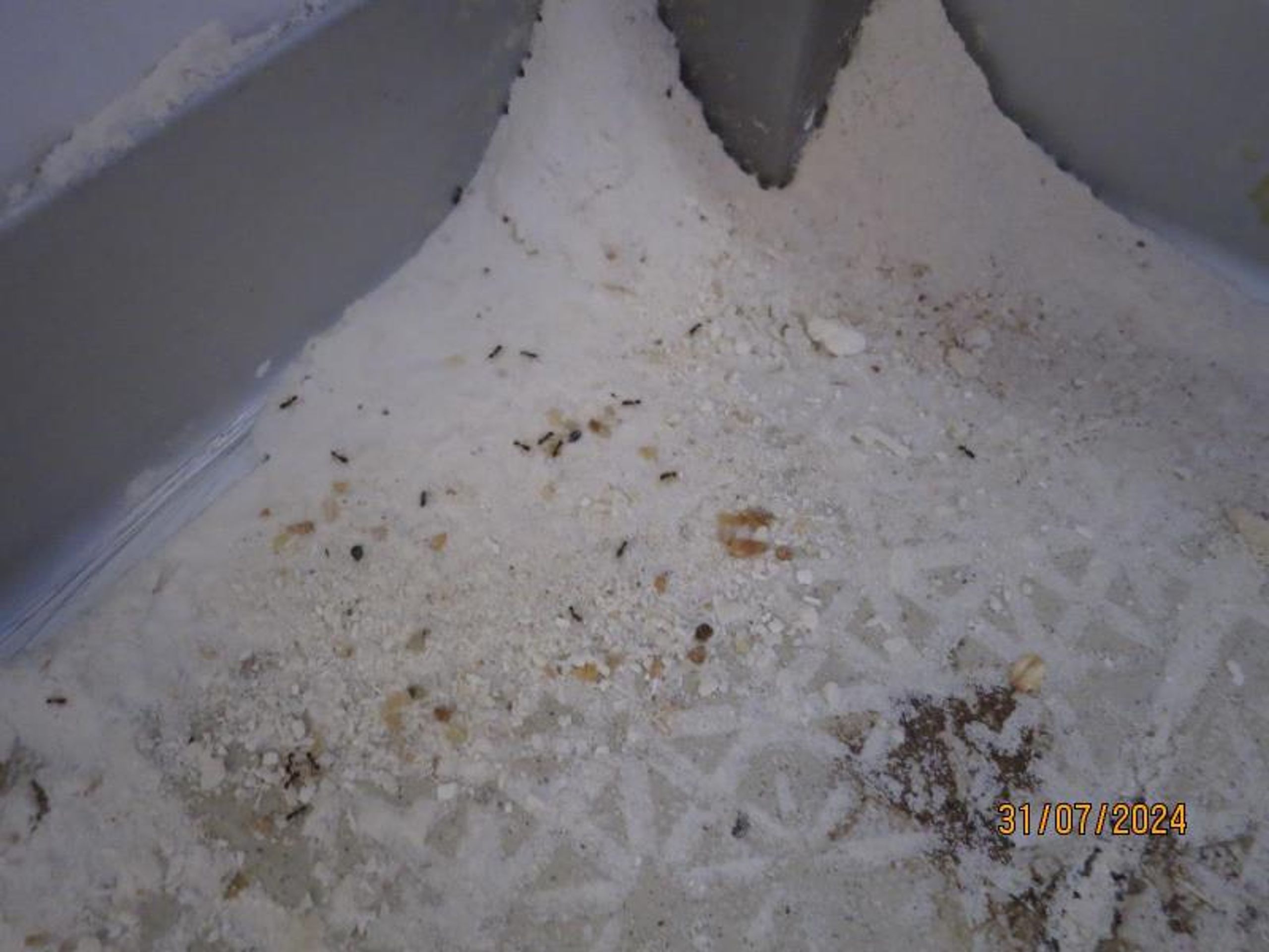 Kontrola odhalila nevyhovující hygienické podmínky v pražské pekárně - Kontrola odhalila nevyhovující hygienické podmínky v pražské pekárně (9/11)