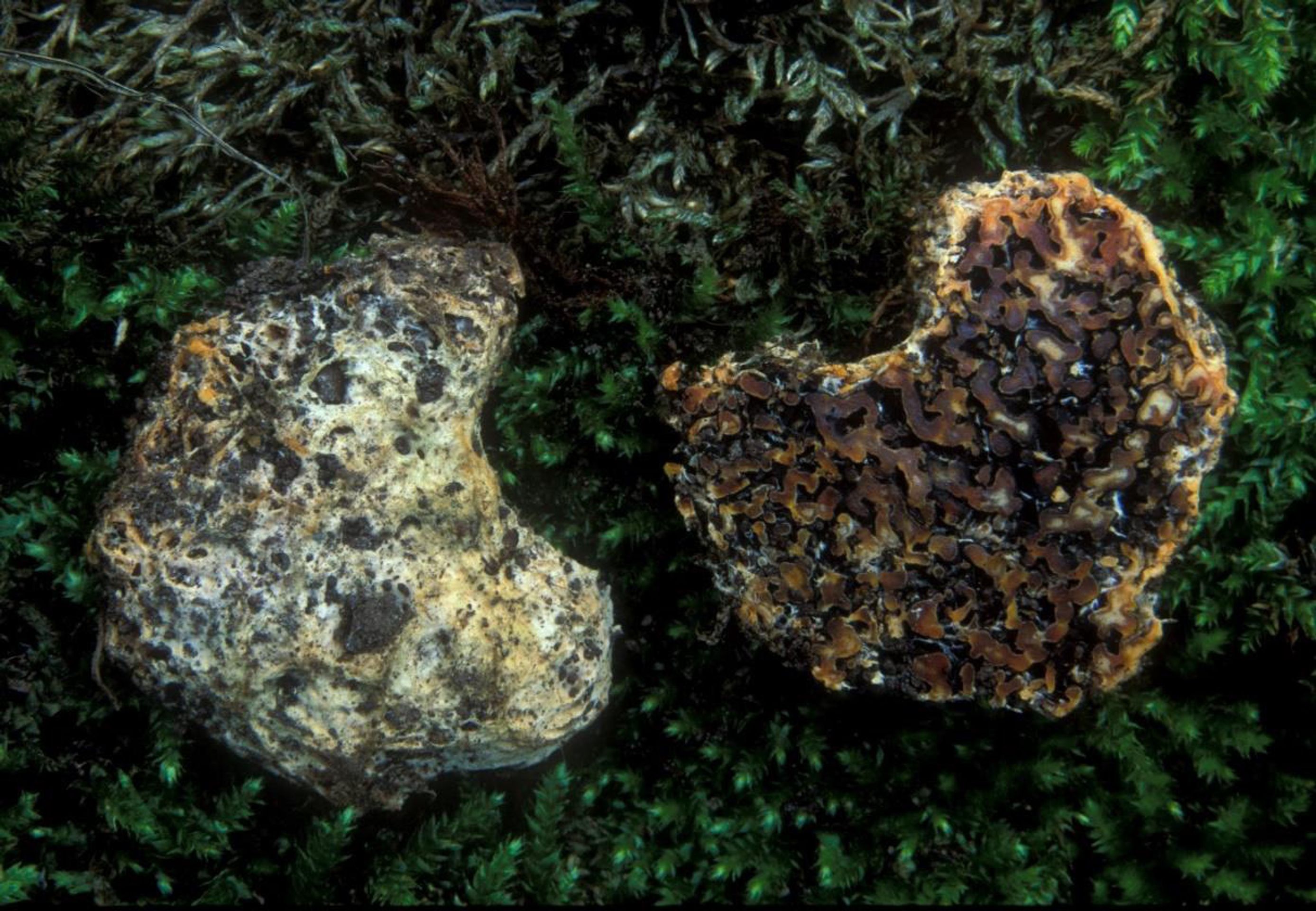 Seslička poduškovitá (Sedecula pulvinata) (1) - Seslička poduškovitá (2/3)