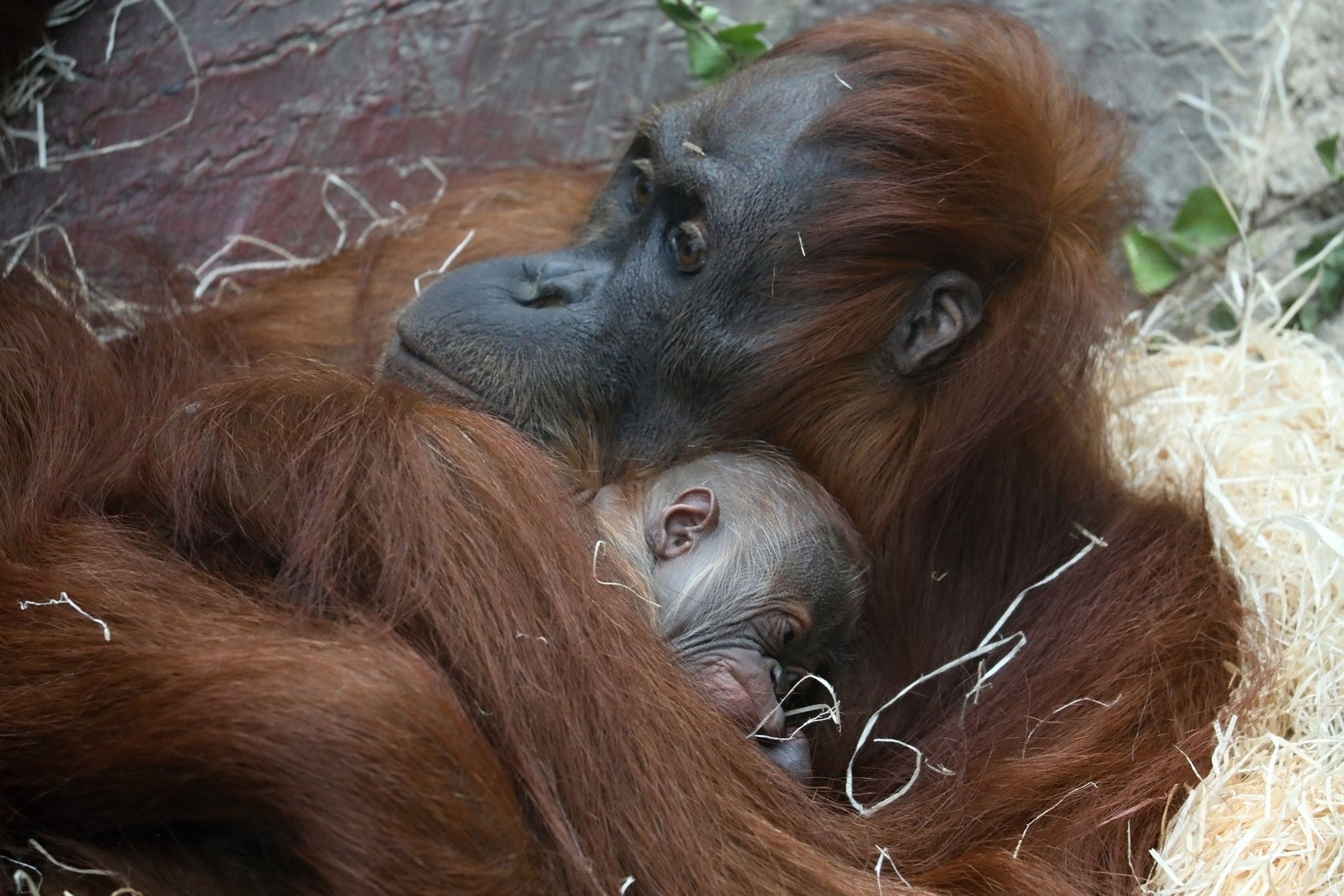 V pražské zoo se narodilo orangutaní mládě - 6 - GALERIE: V pražské zoo se narodilo orangutaní mládě (1/6)