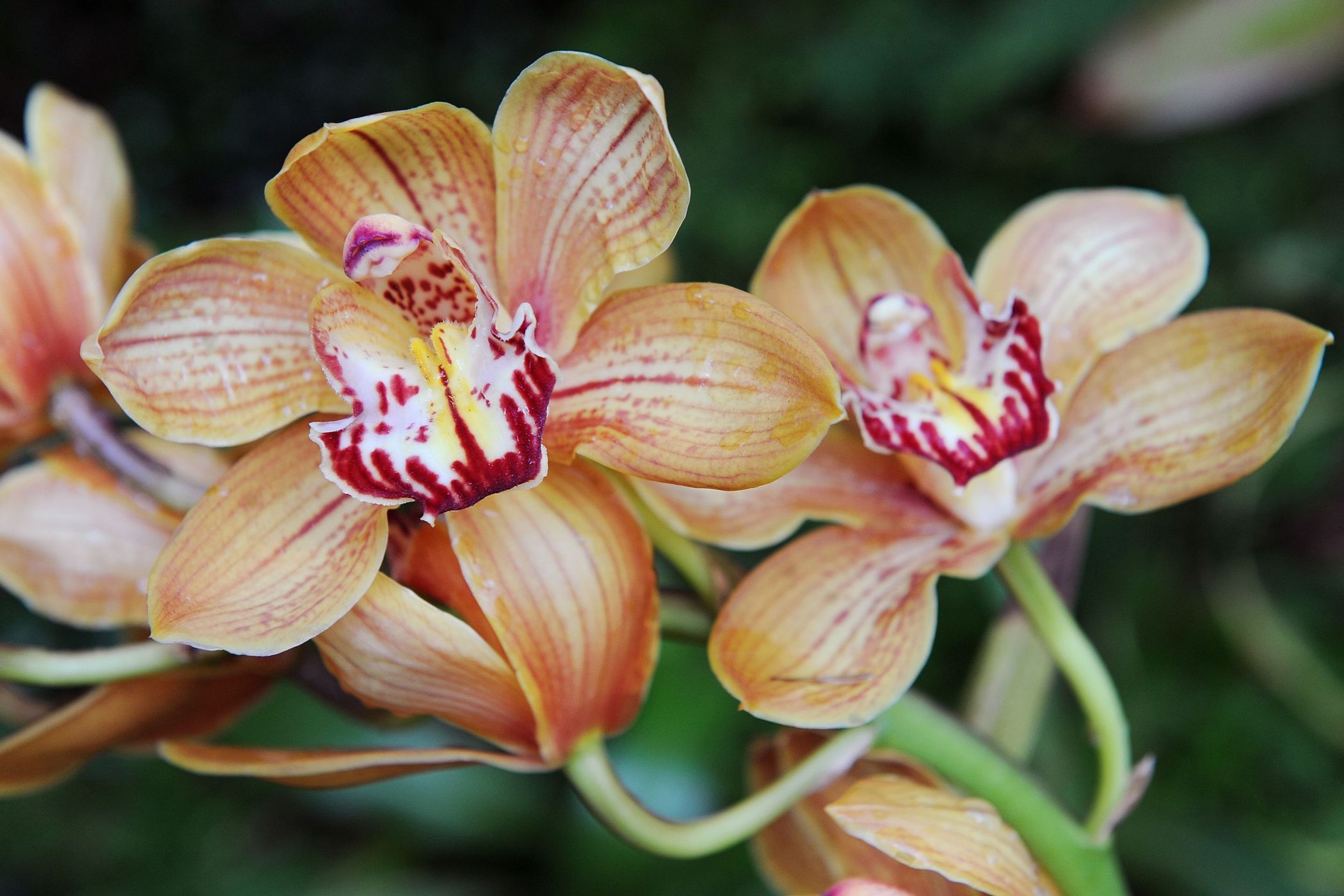 Výstava orchidejí - 4 - GALERIE: Orchideje v pražské botanické zahradě (3/29)
