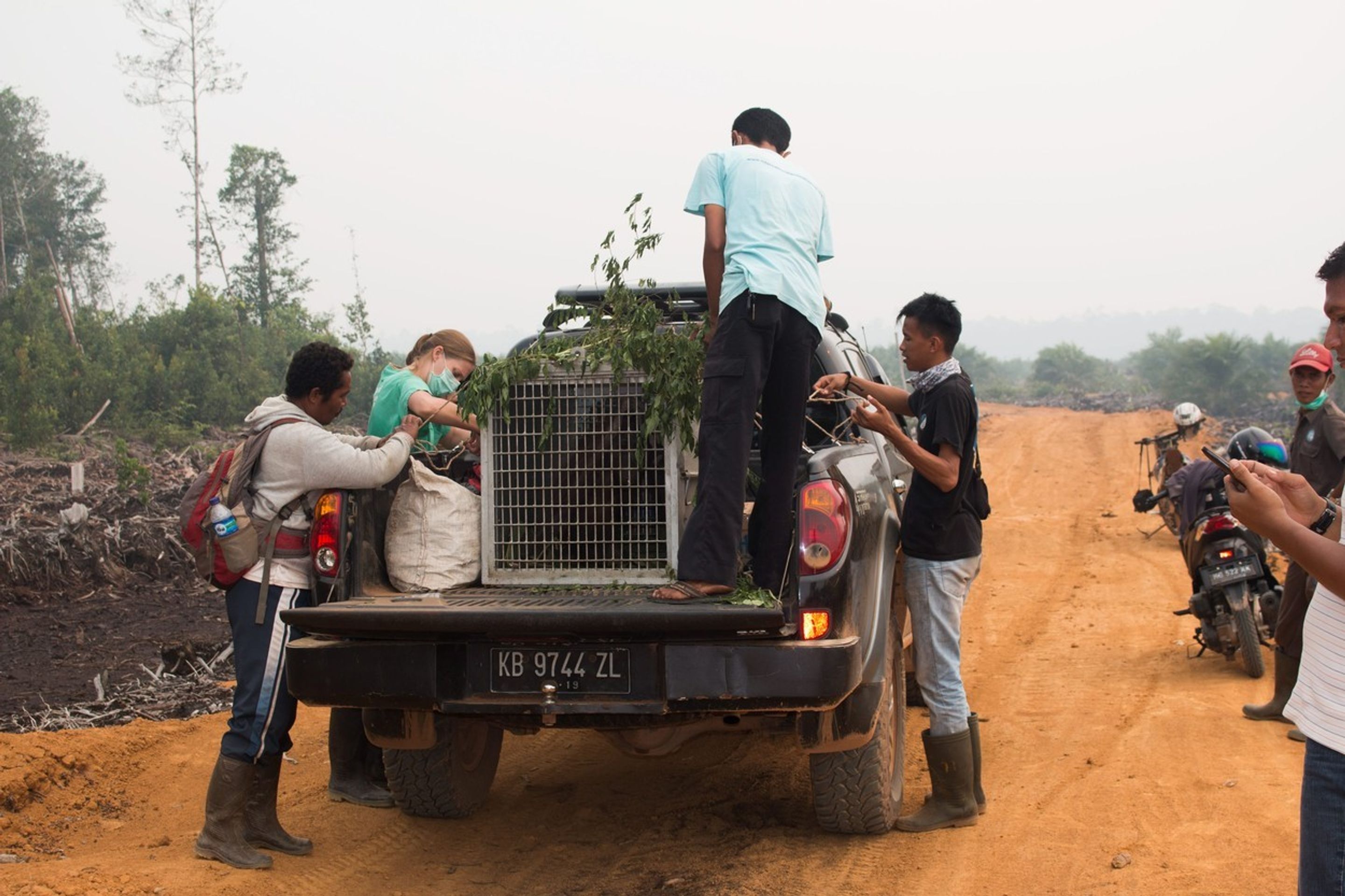 Samici orangutana s mládětem se podařilo útect před ohněm i vesničany - 4 - GALERIE: Samici orangutana s mládětem se podařilo útect před ohněm i vesničany (4/4)