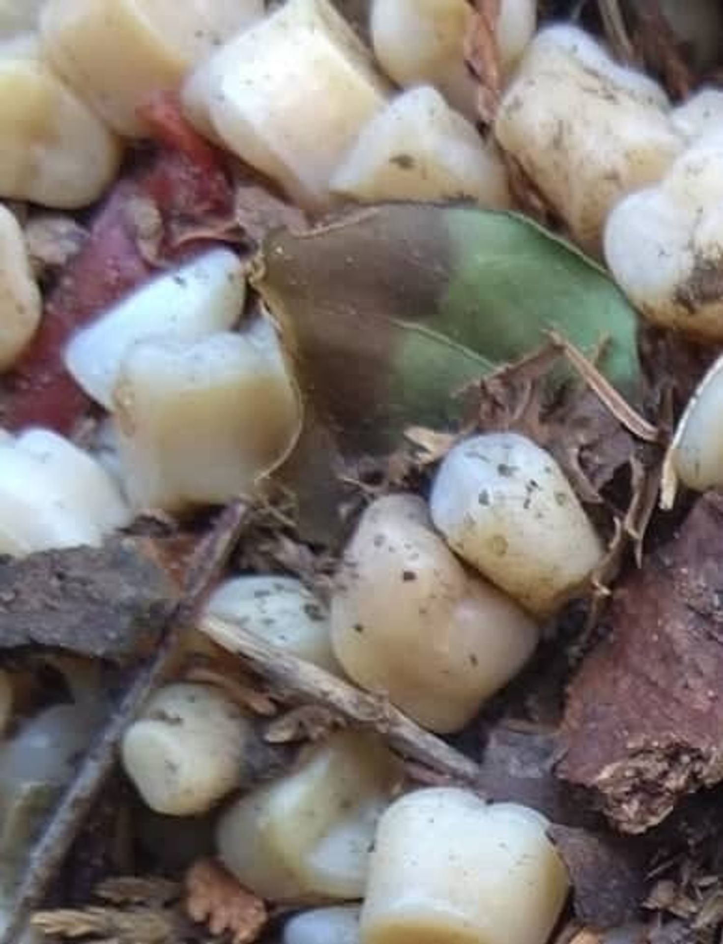 Nález velkého množství zubů pod zahradní dlažbou - 10 - GALERIE: Zuby místo štěrku (2/11)