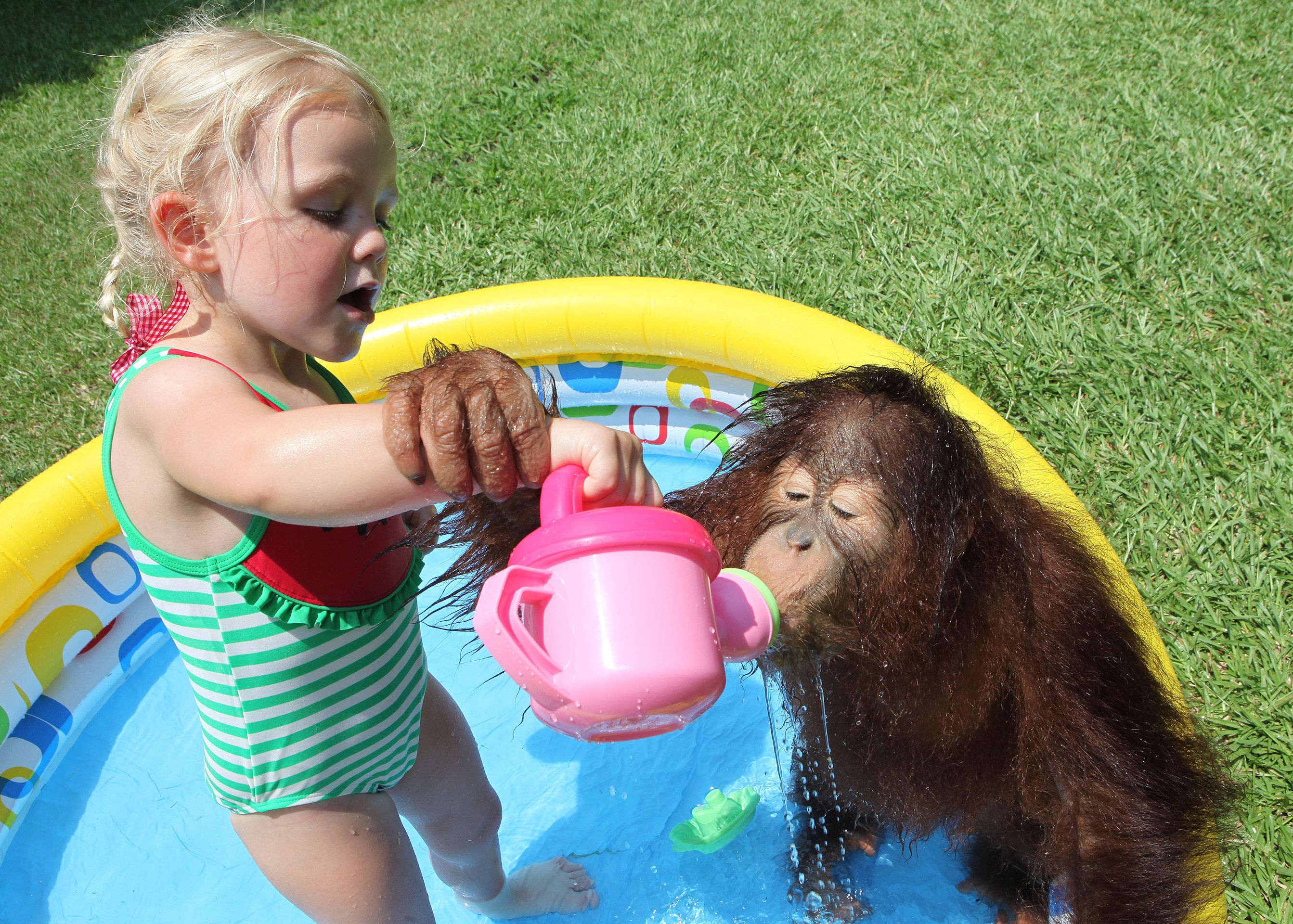 Holčička a opice - GALERIE: Nerozlučná dvojka - dívka a orangutan! (11/12)
