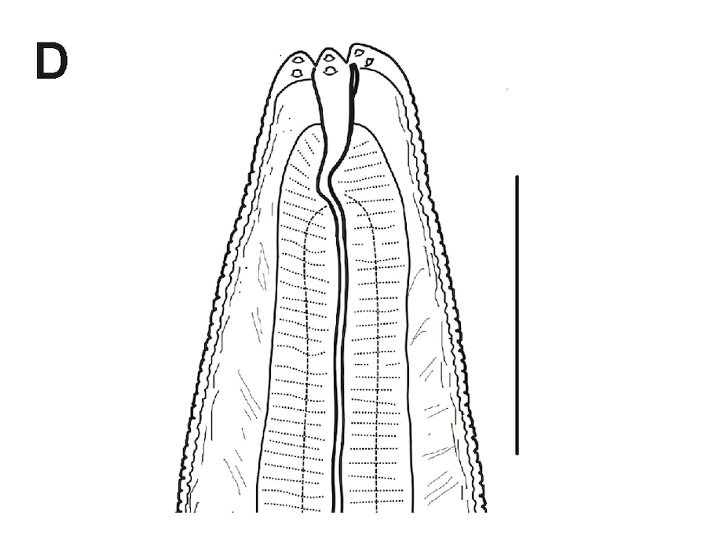 Oživené háďátko Panagrolaimus kolymaensis (4) - Oživené háďátko Panagrolaimus kolymaensis (4/6)