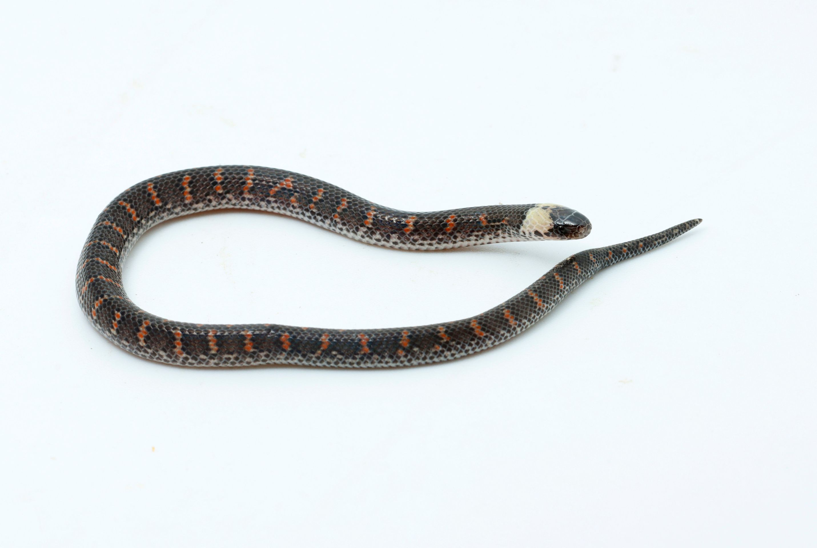 Nově objevený had (Atractus sp.) - Nově objevené druhy živočichů (3/9)