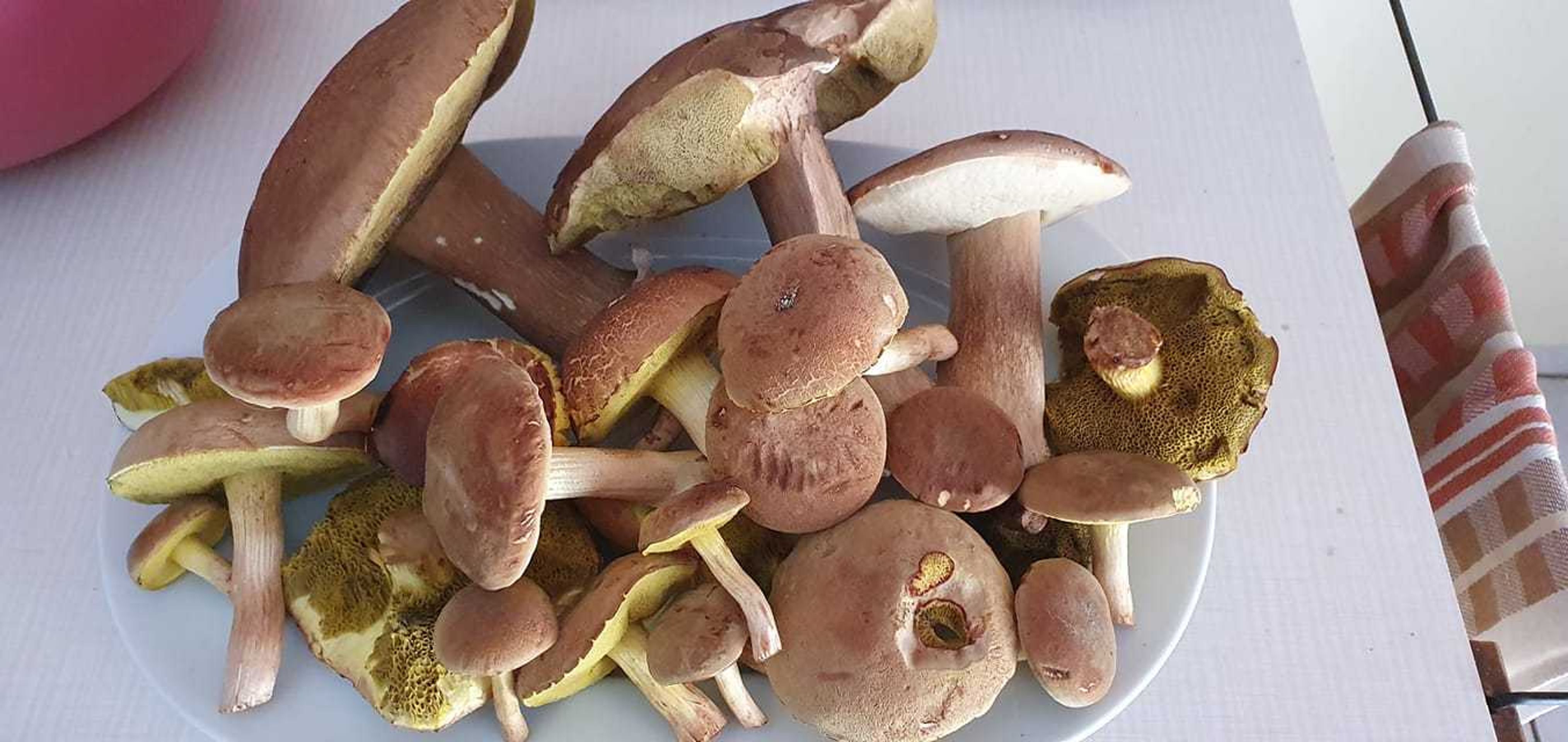 Houbařské úlovky od čtenářů TN.cz - 1 - GALERIE: Houbařské úlovky čtenářů TN.cz (21/21)