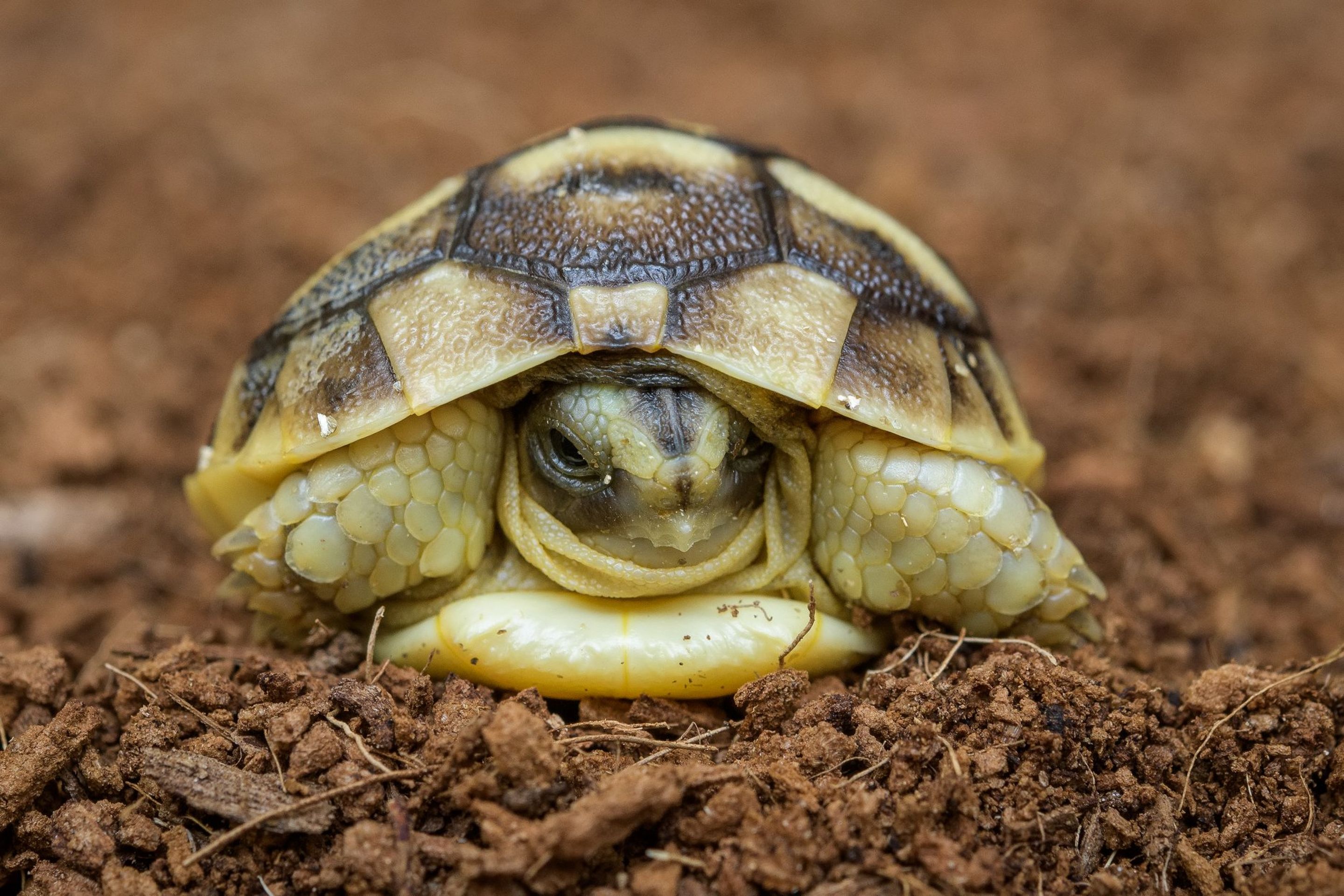 Mládě želvy tuniské v Zoo Praha - GALERIE: Mláďata roku 2020 (6/9)
