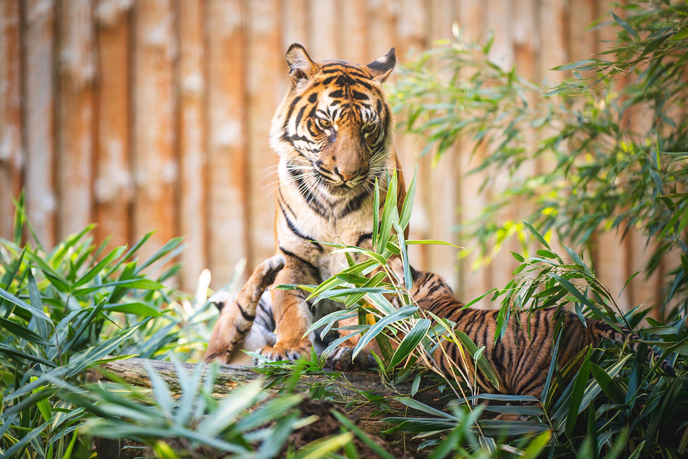 Tygři sumaterští ve vratislavské zoo (14) - Tygři sumaterští ve vratislavské zoo (8/16)