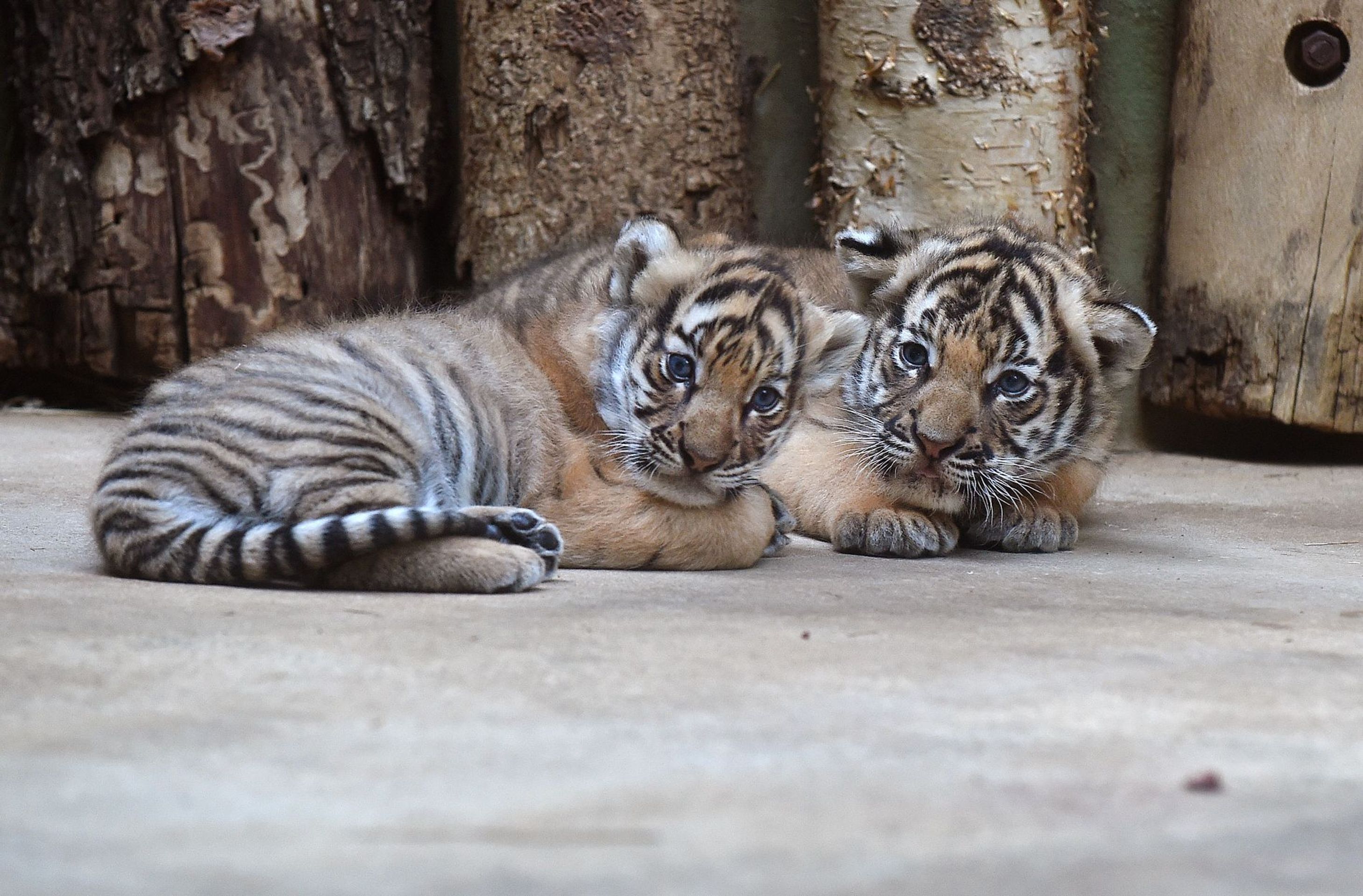 Mláďata tygra malajského v Zoo Praha - 16 - GALERIE: Mláďata tygra malajského v Zoo Praha (16/23)