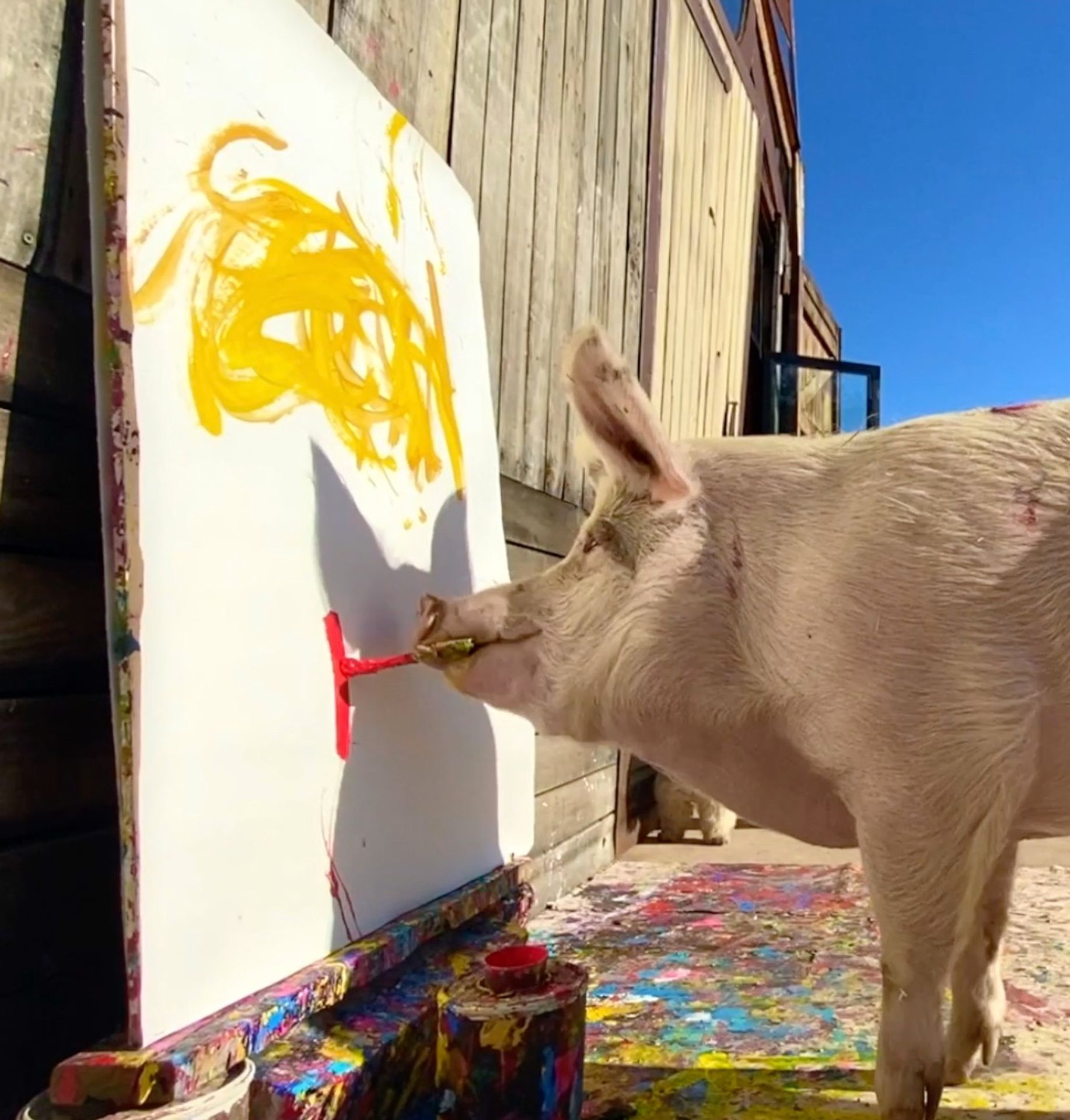 Zvířecí umělkyně Pigcasso (2) - Zvířecí umělkyně Pigcasso (3/5)