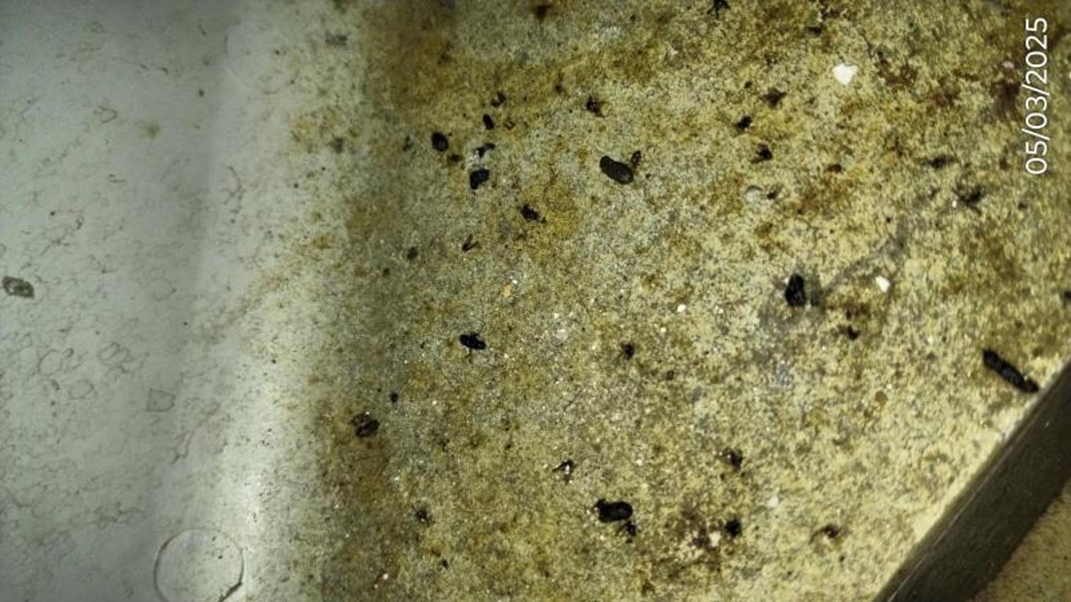 Restaurace Hraničná, Kraslice (4) - Provozovny s vážnými hygienickými nedostatky (9/70)