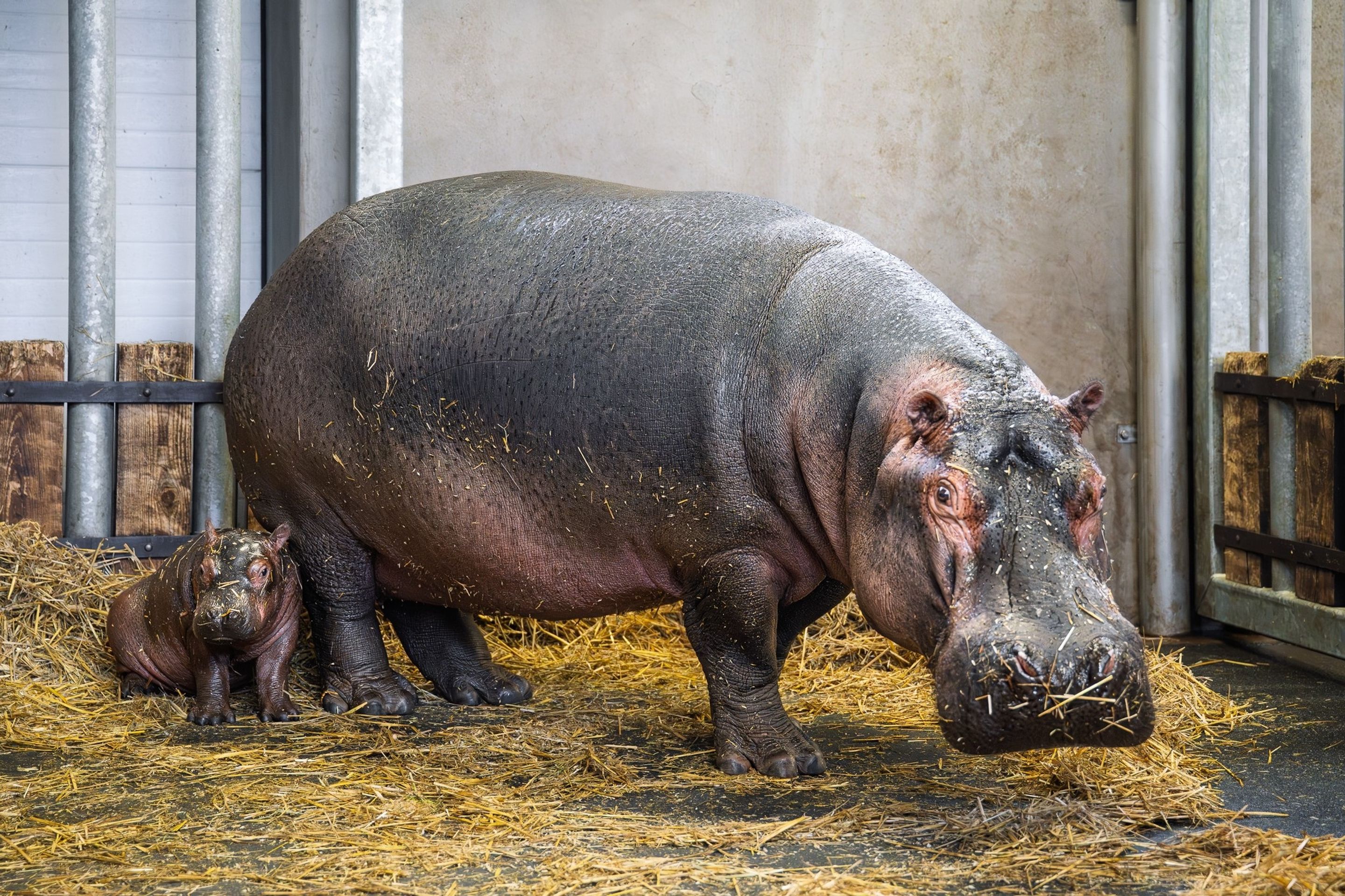 zoo-dvur-hroch3 - V zoo Dvůr Králové se narodilo mládě hrocha (3/3)