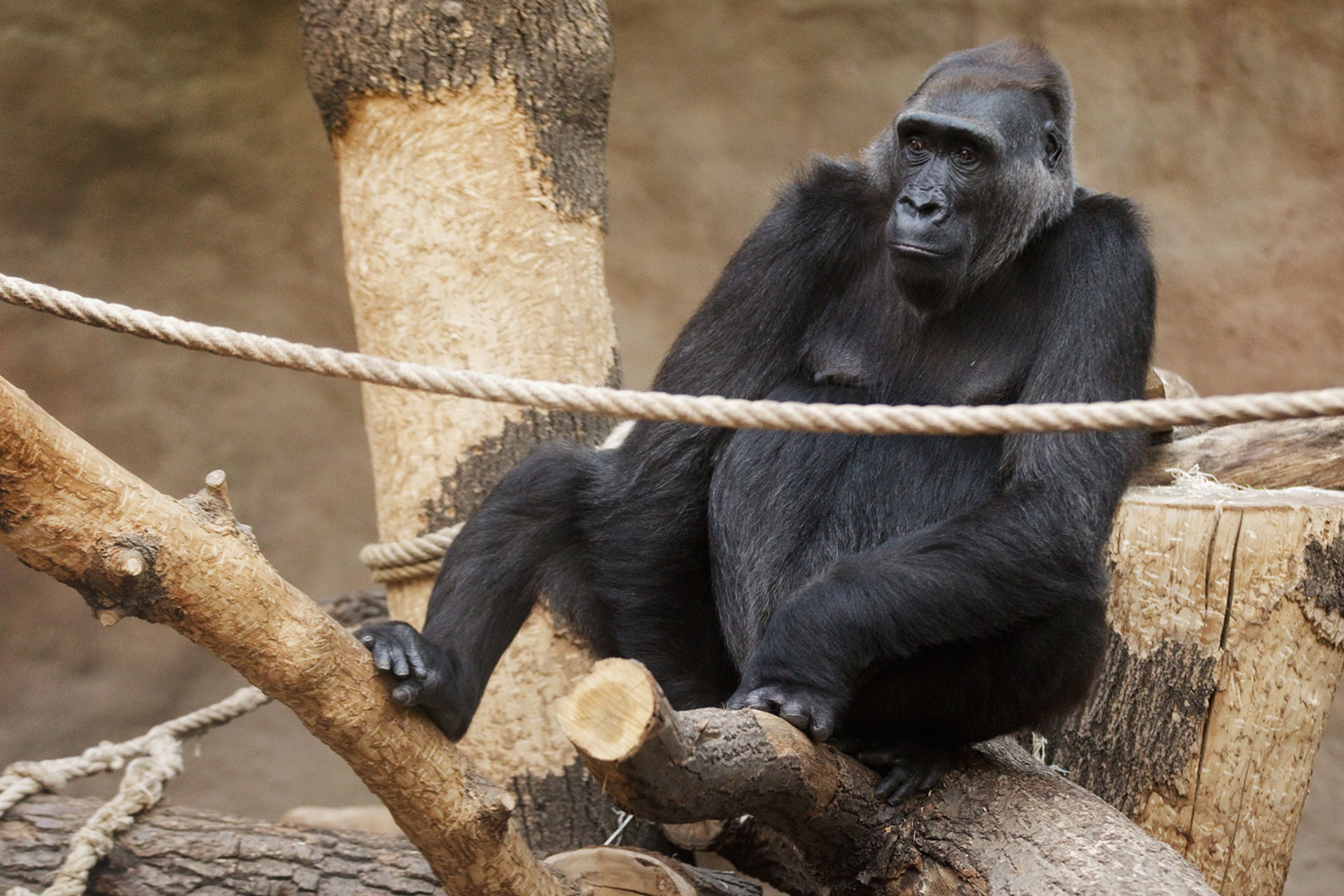 Kamba _3 - GALERIE: Porod gorily Kamby v pražské ZOO (5/8)