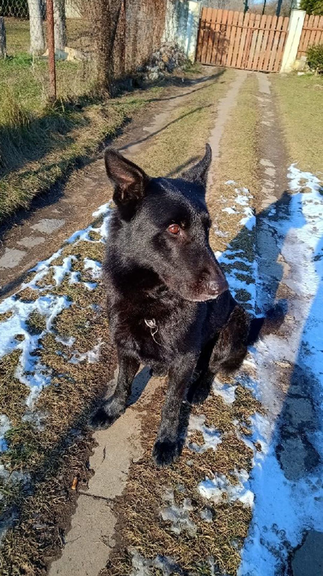 Policie nabízí lidem německého ovčáka Jorgana (5) - Policie nabízí lidem německého ovčáka Jorgana (3/5)