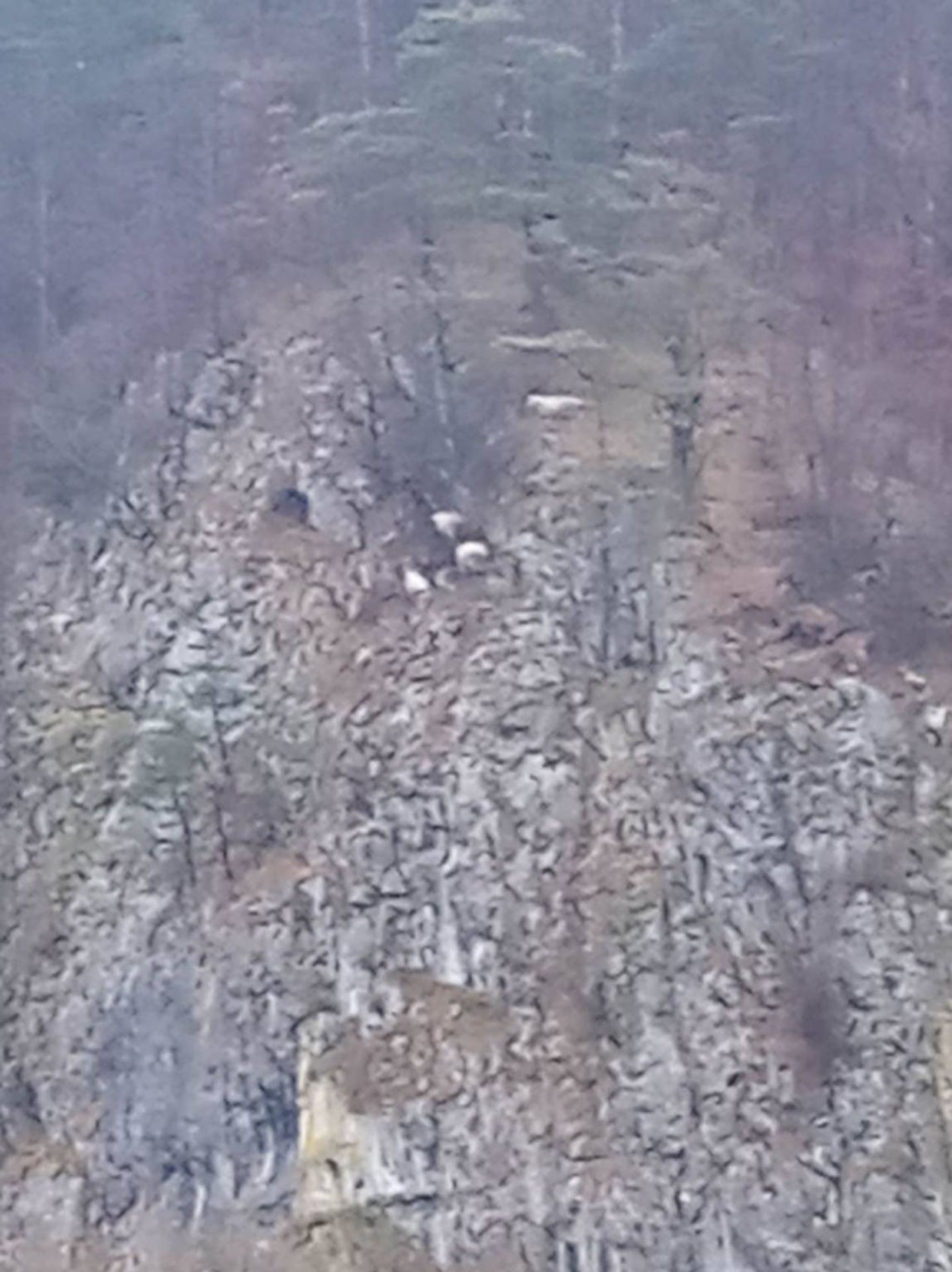 Stádo ovcí na pokraji smrti - Galerie: Stádo ovcí na pokraji vysílení. (2/3)