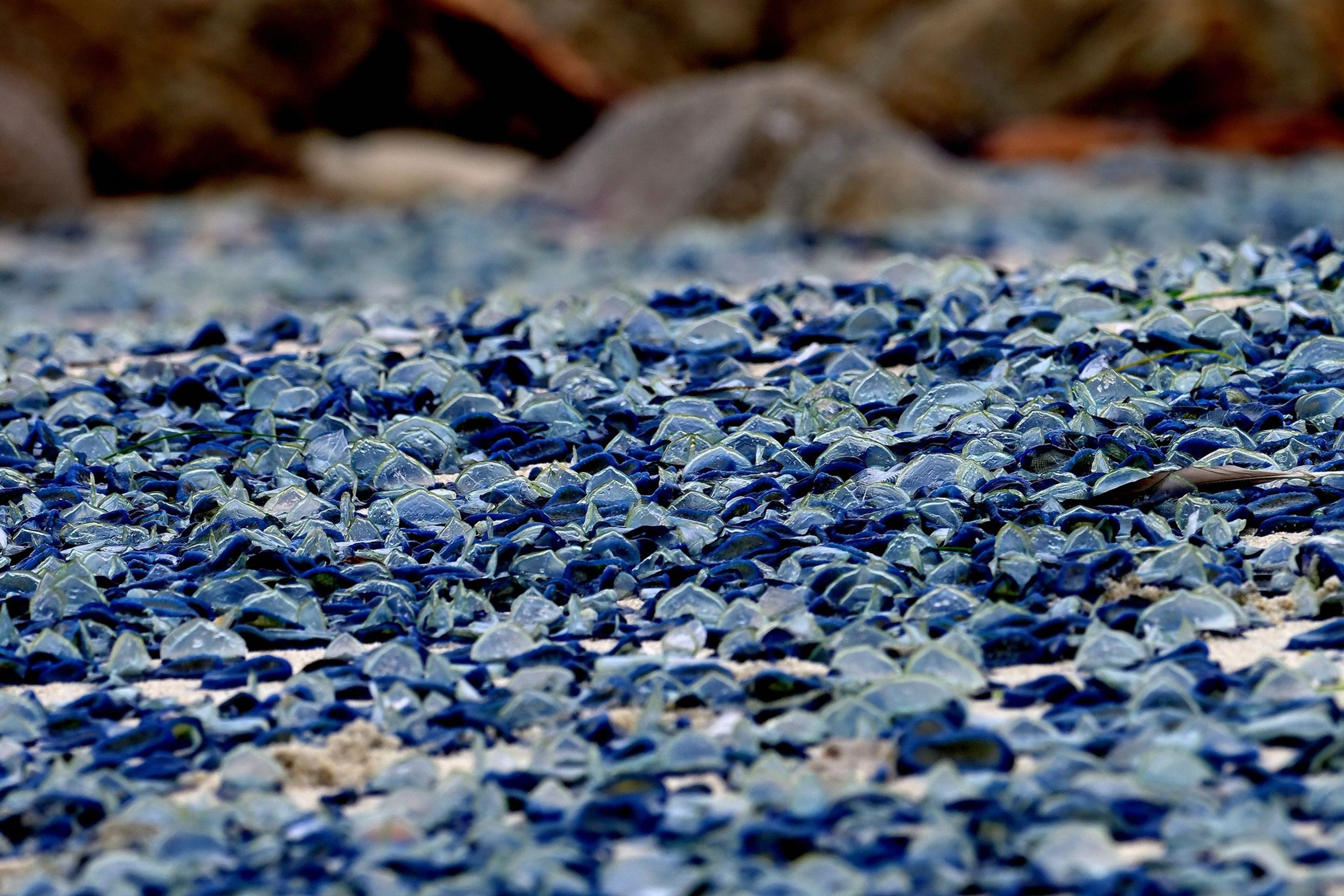 By-the-Wind Sailor (Velella Velella) - By-the-Wind Sailor (Velella Velella) (3/4)