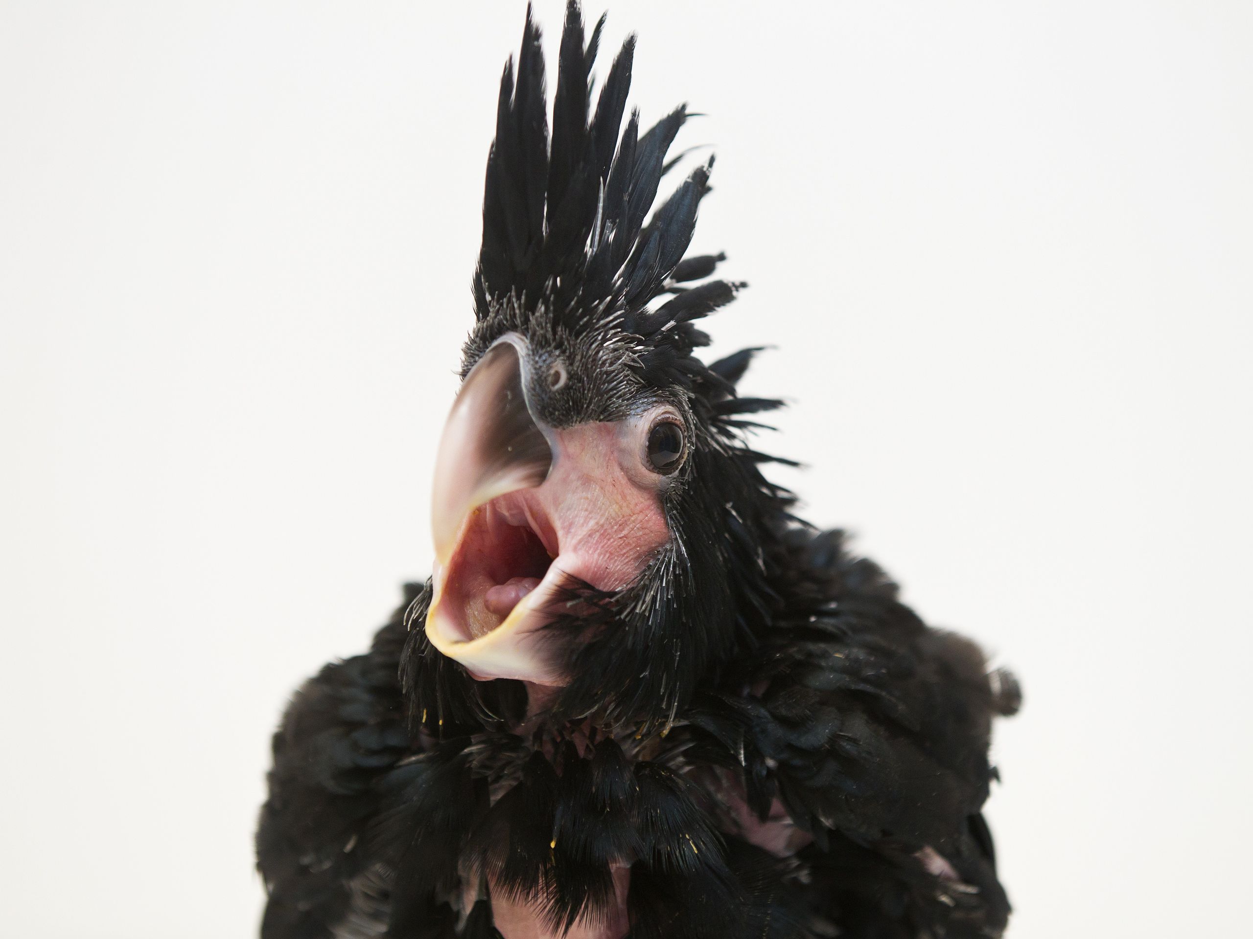 Mládě vzácného kakadu palmového z pražské zoo - 5 - GALERIE: Mládě kakadu palmového z pražské zoo (9/18)