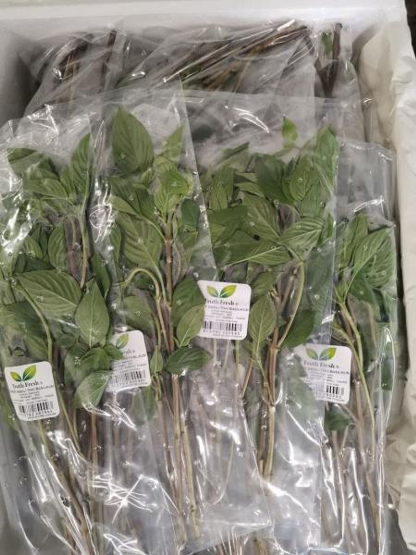 SWEET BASIL/ THAI BASILIKUM; (Ocimum basillicum) - Závadné potraviny (6/7)