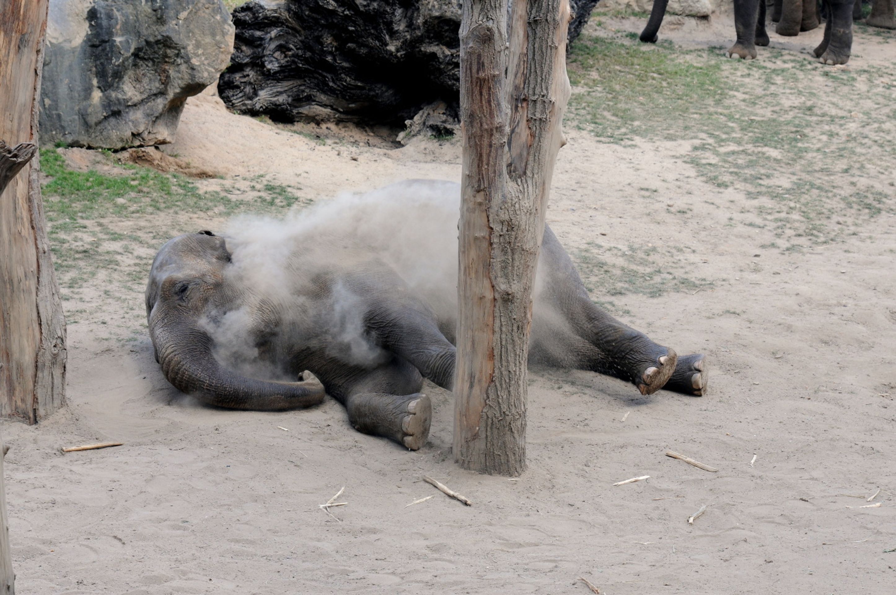 Zoo Praha - 3 - GALERIE: koupání slonů v písku (3/5)