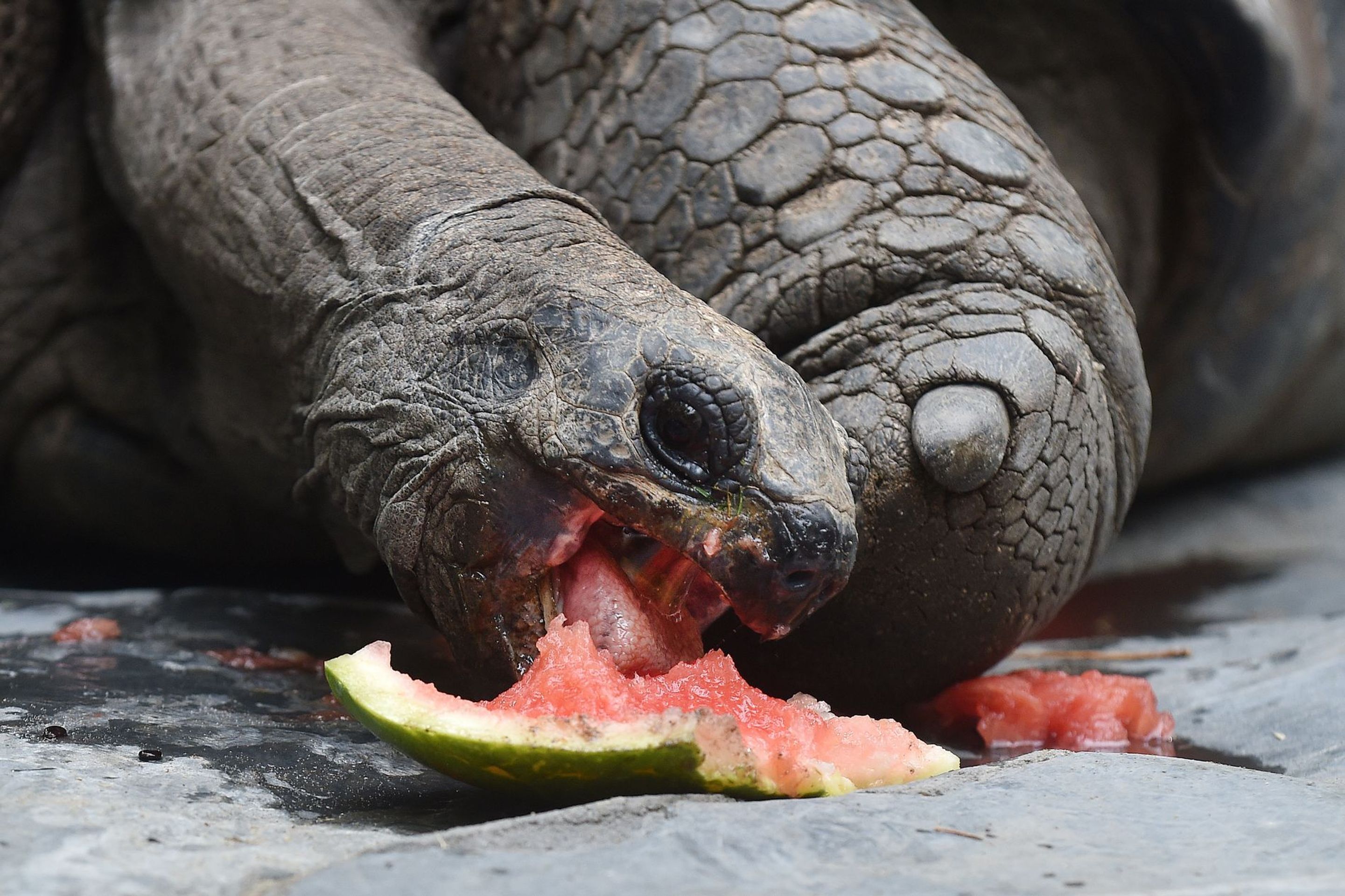 Krmení velkých želv v ZOO Praha - 18 - GALERIE: Krmení velkých želv v ZOO Praha (17/19)