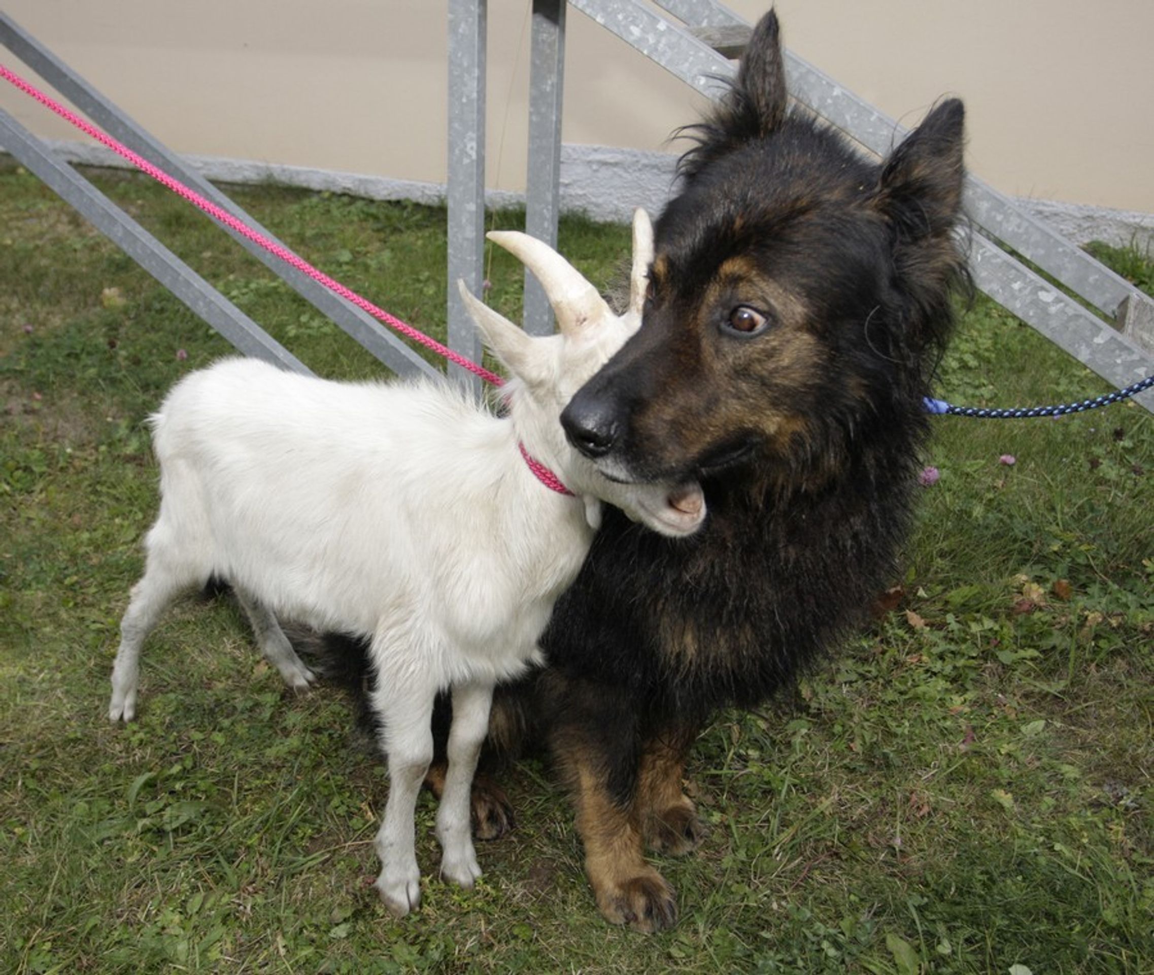 Pes a koza - GALERIE: Milující se pas a koza (2/4)