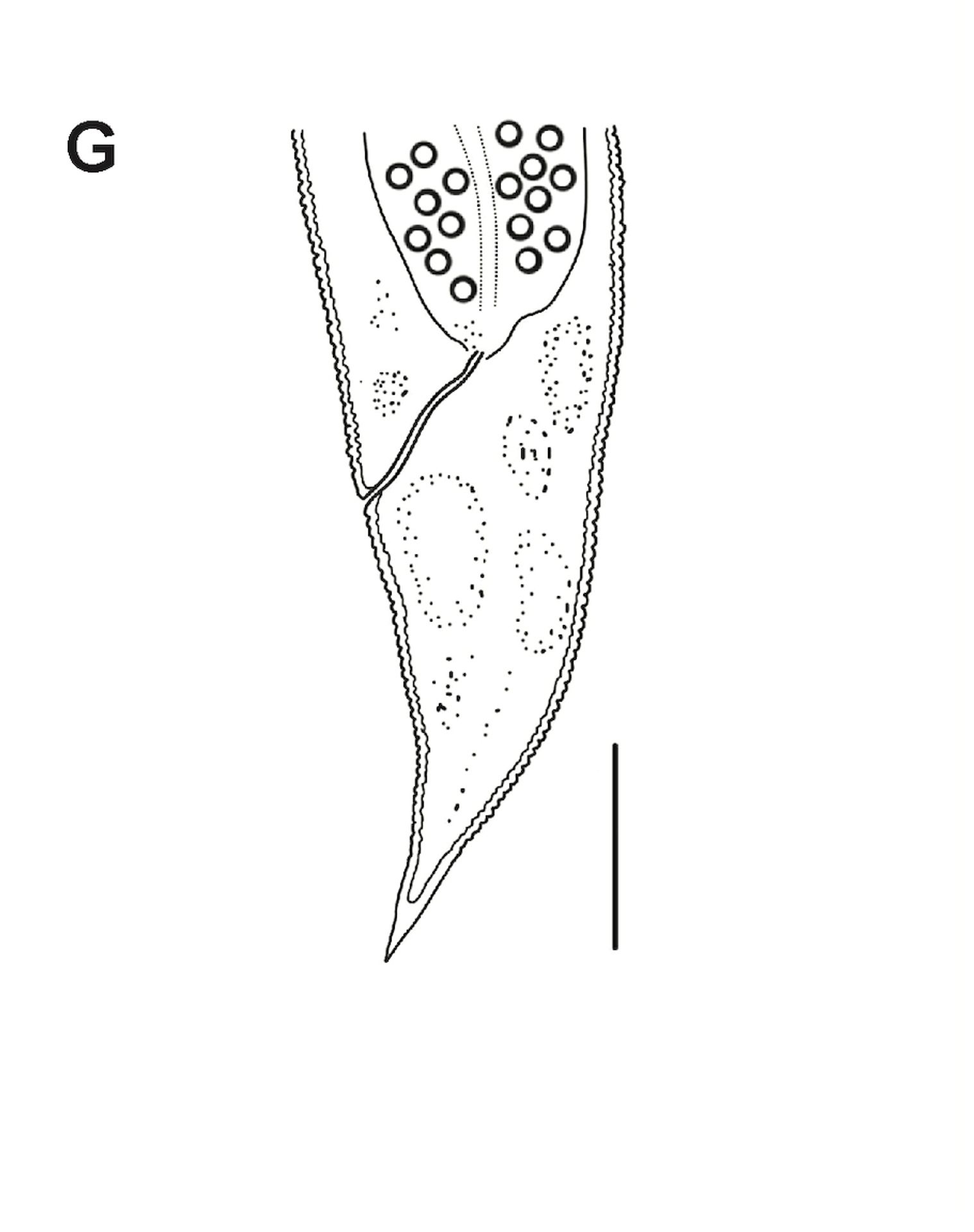 Oživené háďátko Panagrolaimus kolymaensis (6) - Oživené háďátko Panagrolaimus kolymaensis (6/6)