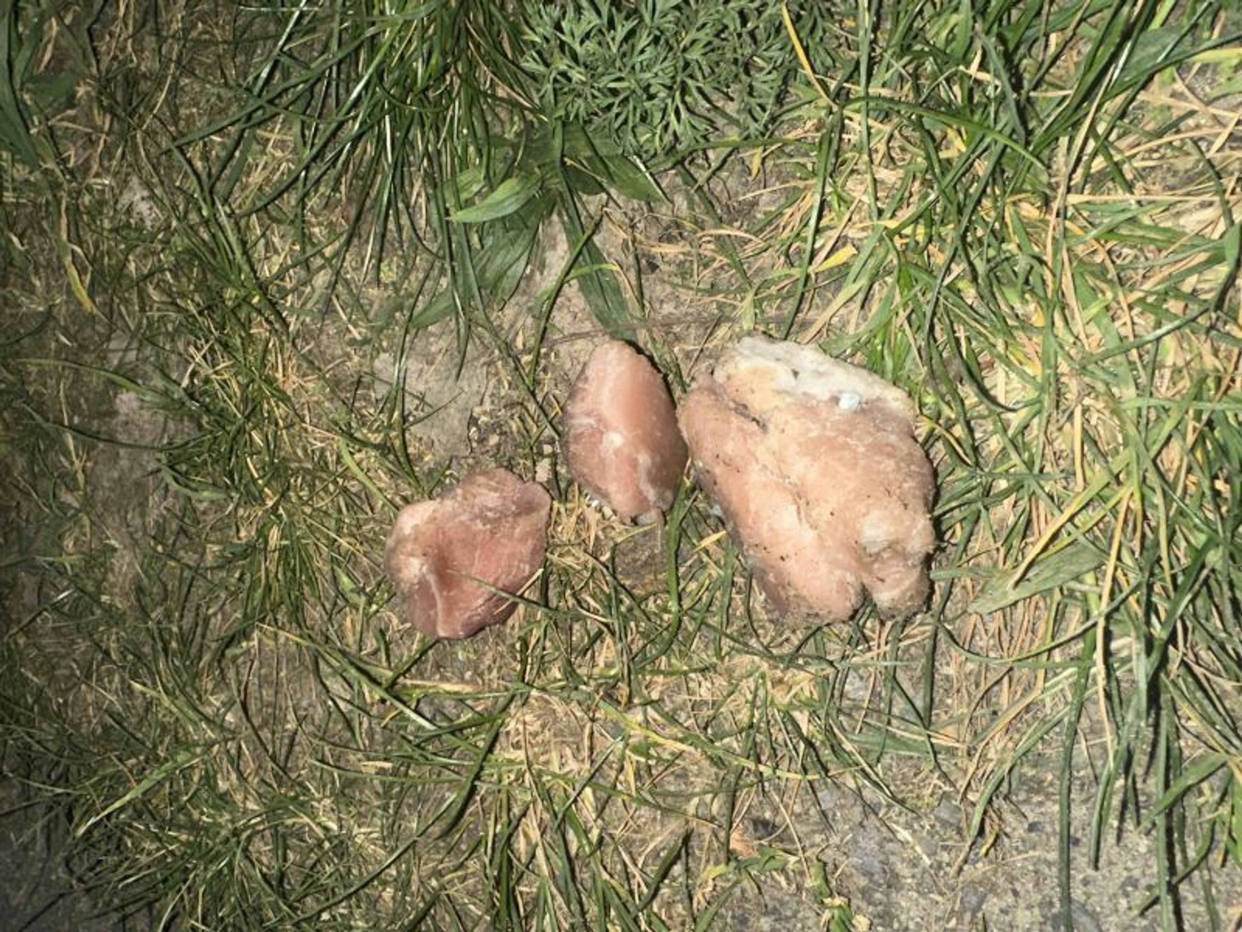 Kusy masa s hřebíky u Libeňského mostu - Kusy masa s hřebíky u Libeňského mostu (1/3)