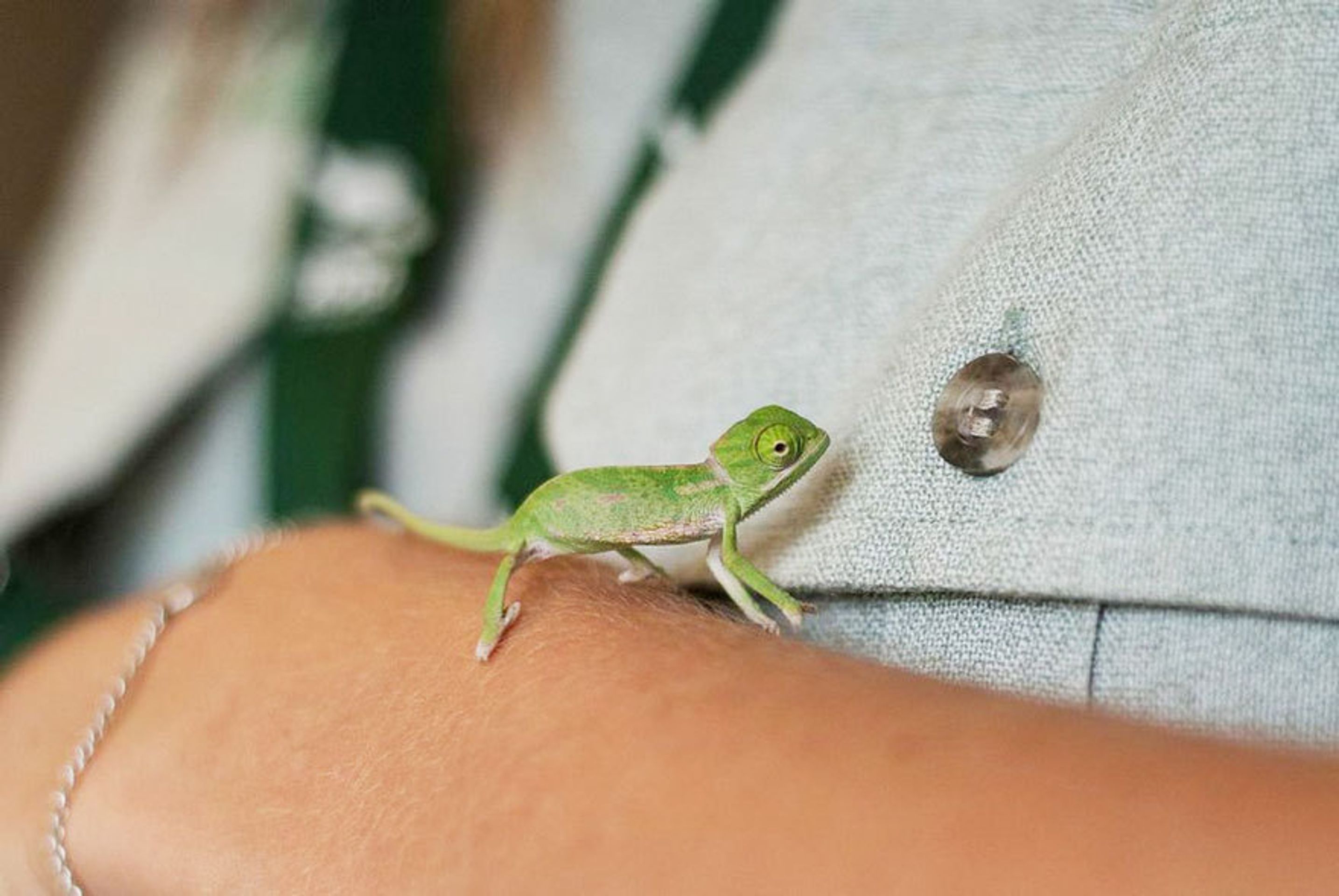 Malí chameleoni z australské zoo - 9 - GALERIE: Mláďata chameleona jemenského (6/12)