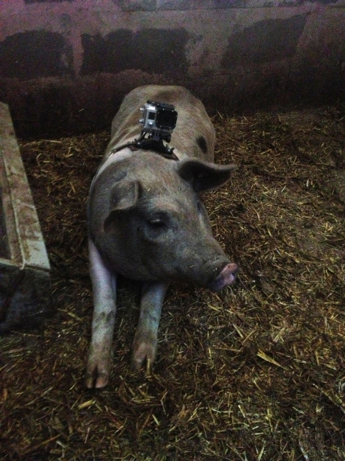 Víkendkové prázdniny na farmě - Jako prase v žitě - 1 - GALERIE: Víkendkové prázdniny na farmě - Jako prase v žitě (2/4)