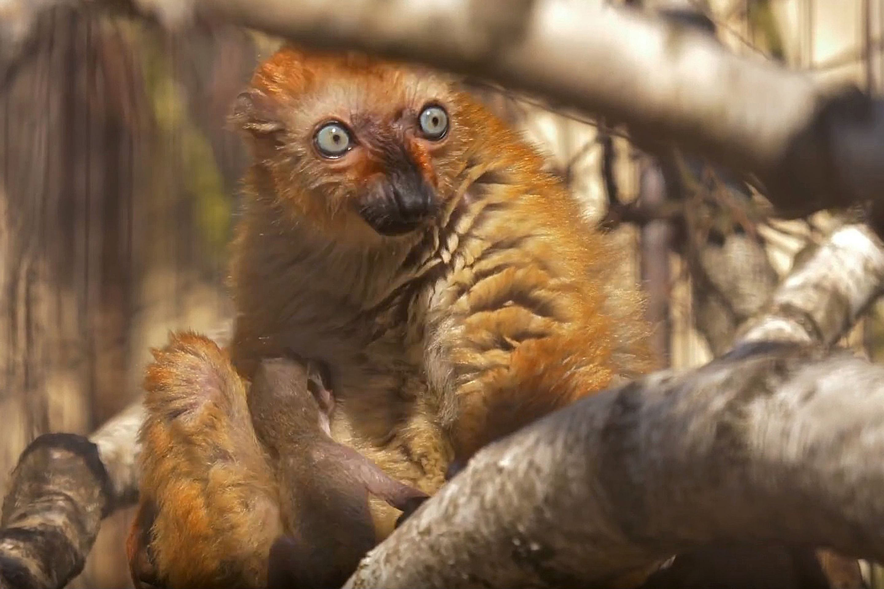 Lemur Sclaterův - 1 - GALERIE: Lemur Sclaterův (3/4)