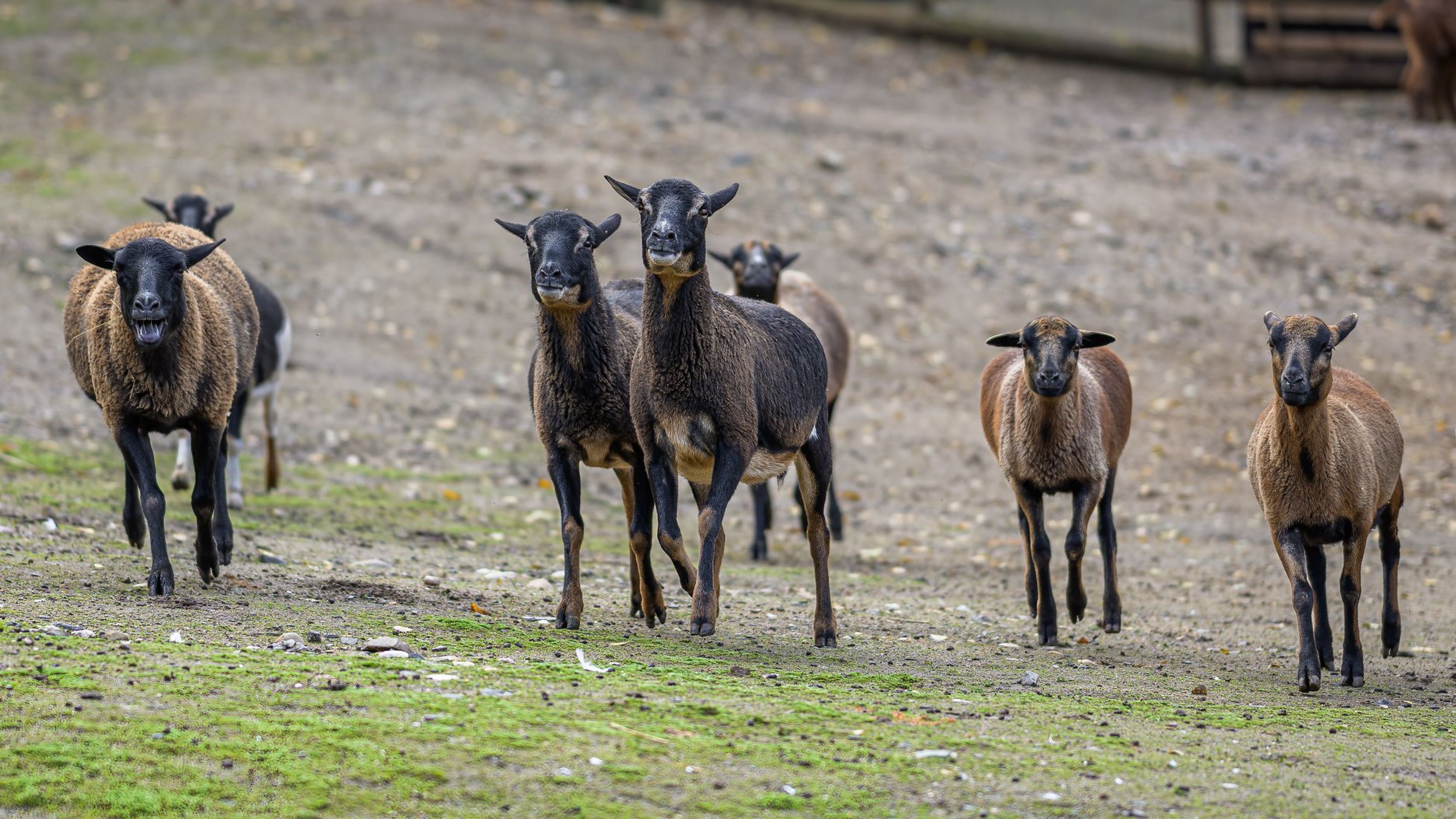 Opuštěný areál pražské zoo - 6 - GALERIE: Prázdné areály zoologických zahrad (6/10)