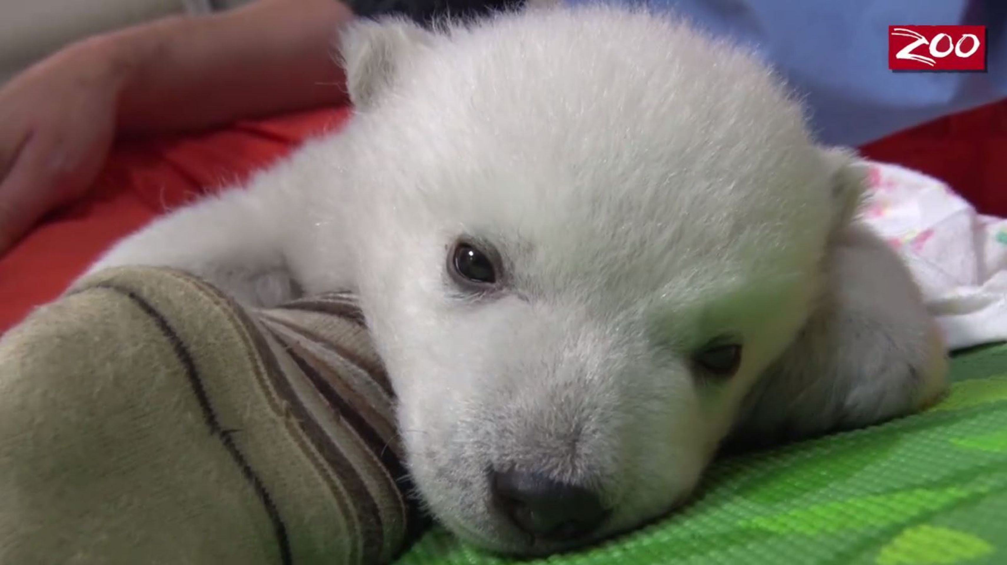 Mládě ledního medvěda v columbuské Zoo - 8 - GALERIE: Opuštěné mládě ledního medvěda (7/10)