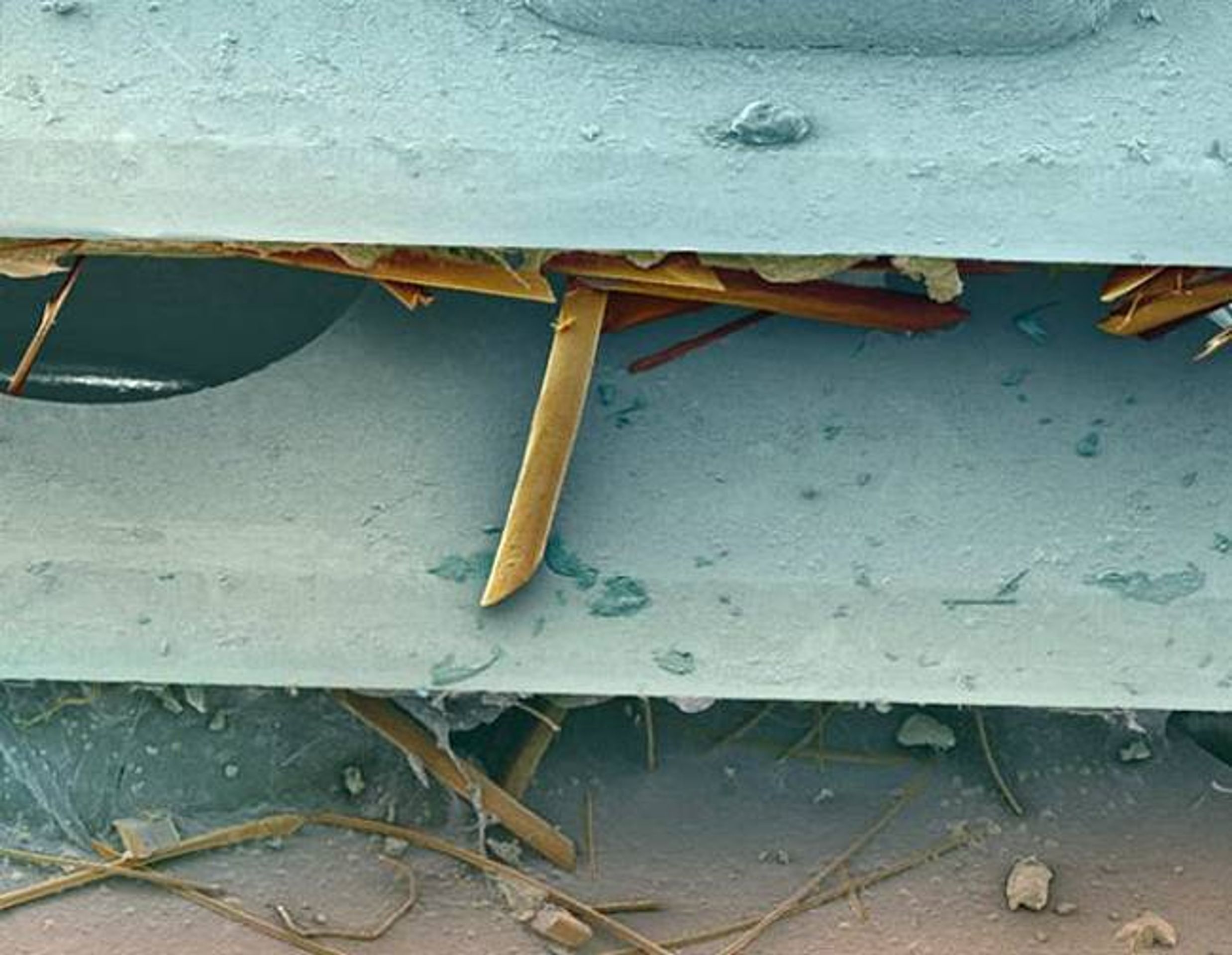 Detaily pod elektromikroskopu - 10 - GALERIE: Detailní záběry z elektromikroskopu (16/24)