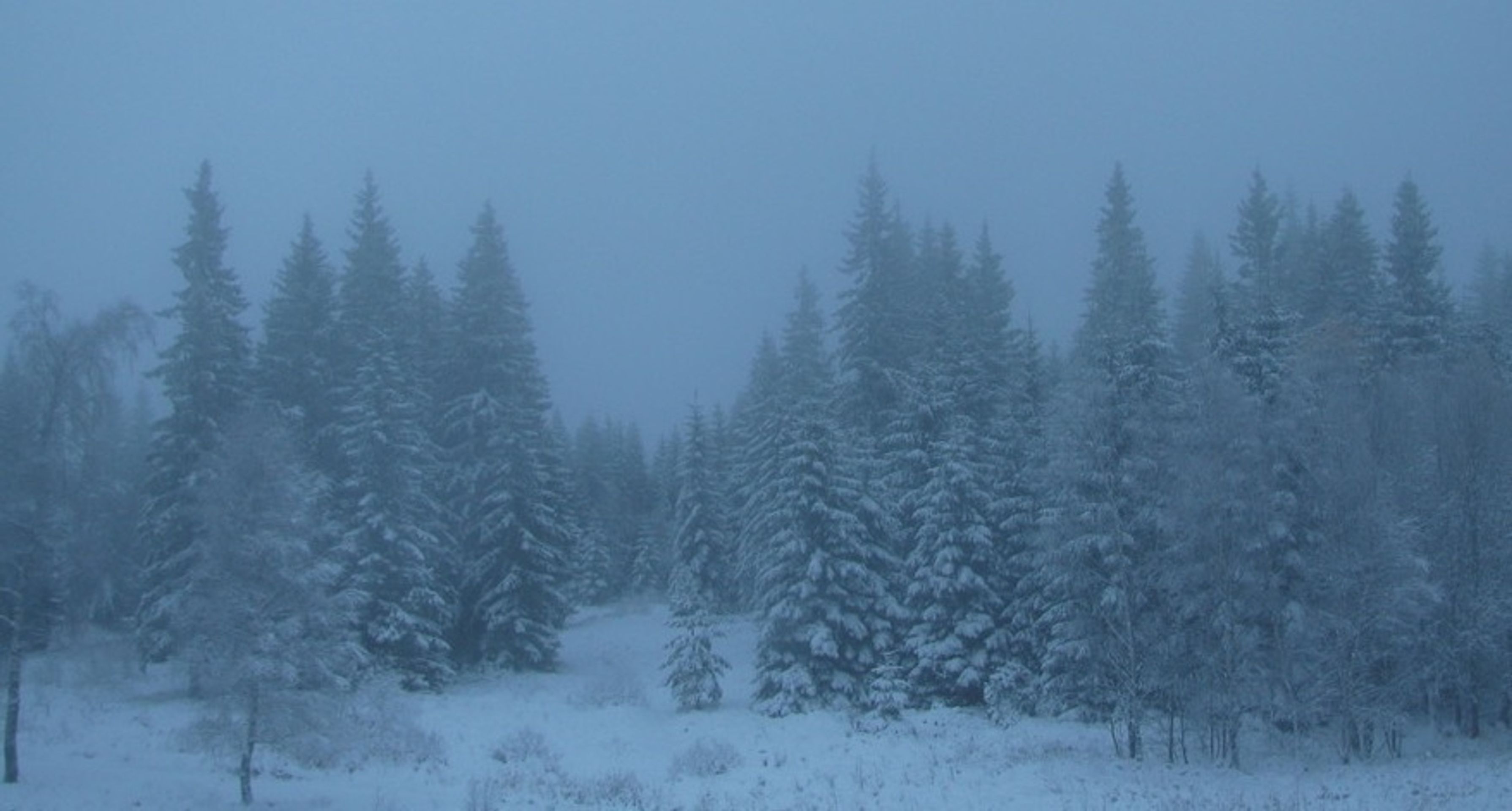 Sníh - 11. listopadu - Churáňov - GALERIE: Na horách nasněžilo (6/7)