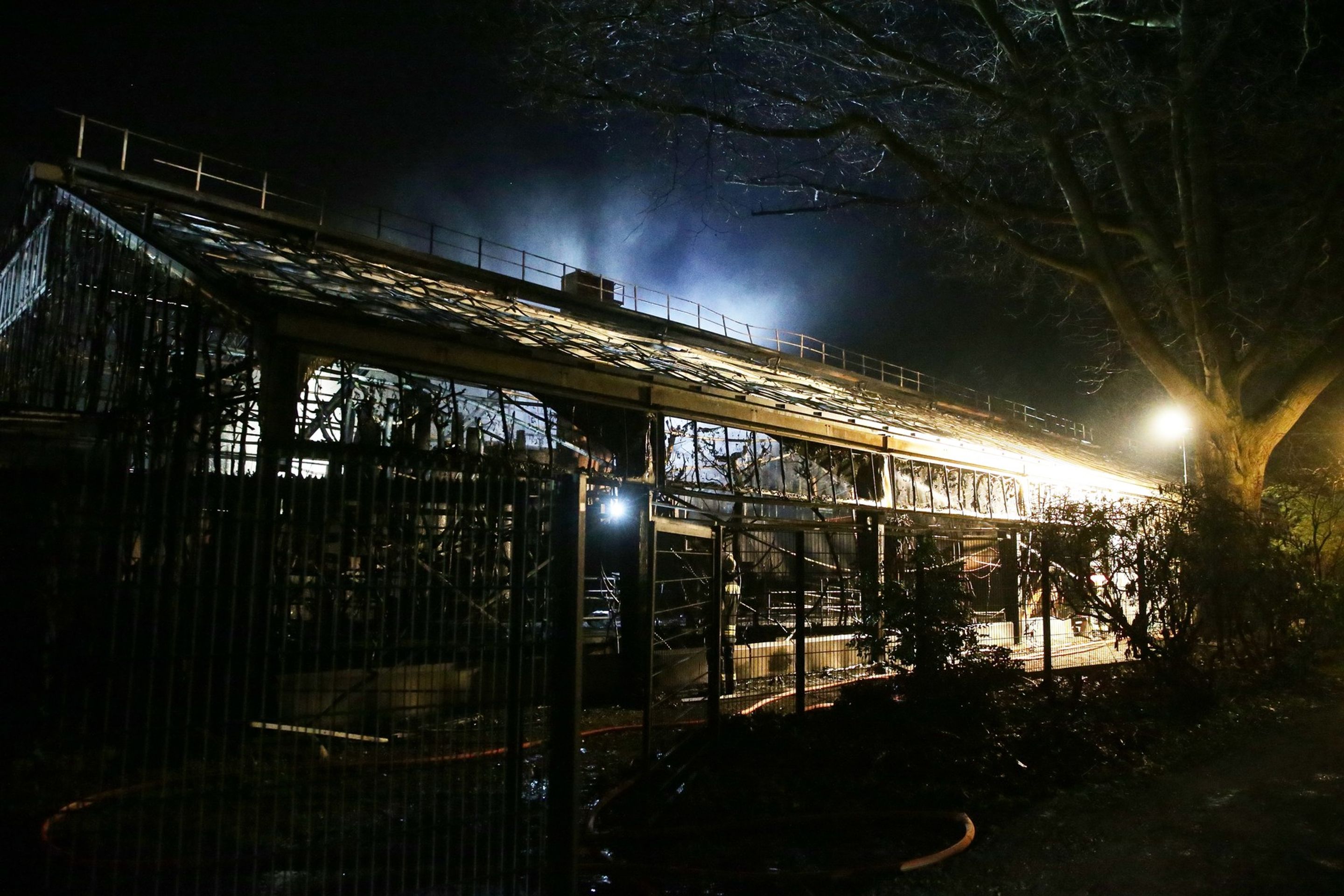 V německé zoo vyhořel pavilon opic - GALERIE: V německé zoo vyhořel pavilon opic (2/8)