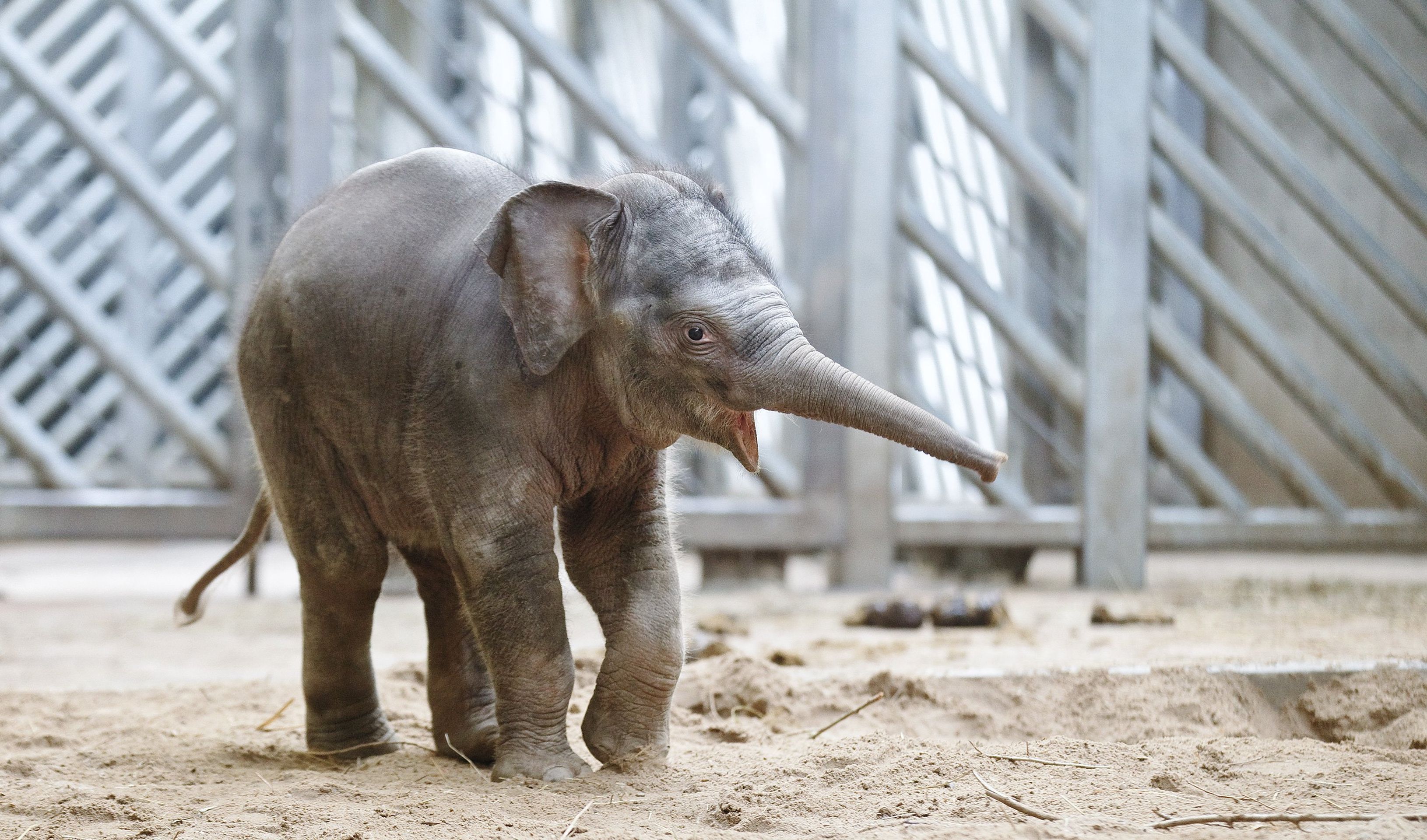 sluně - 5 - GALERIE: Slůně v Zoo Praha (3/5)