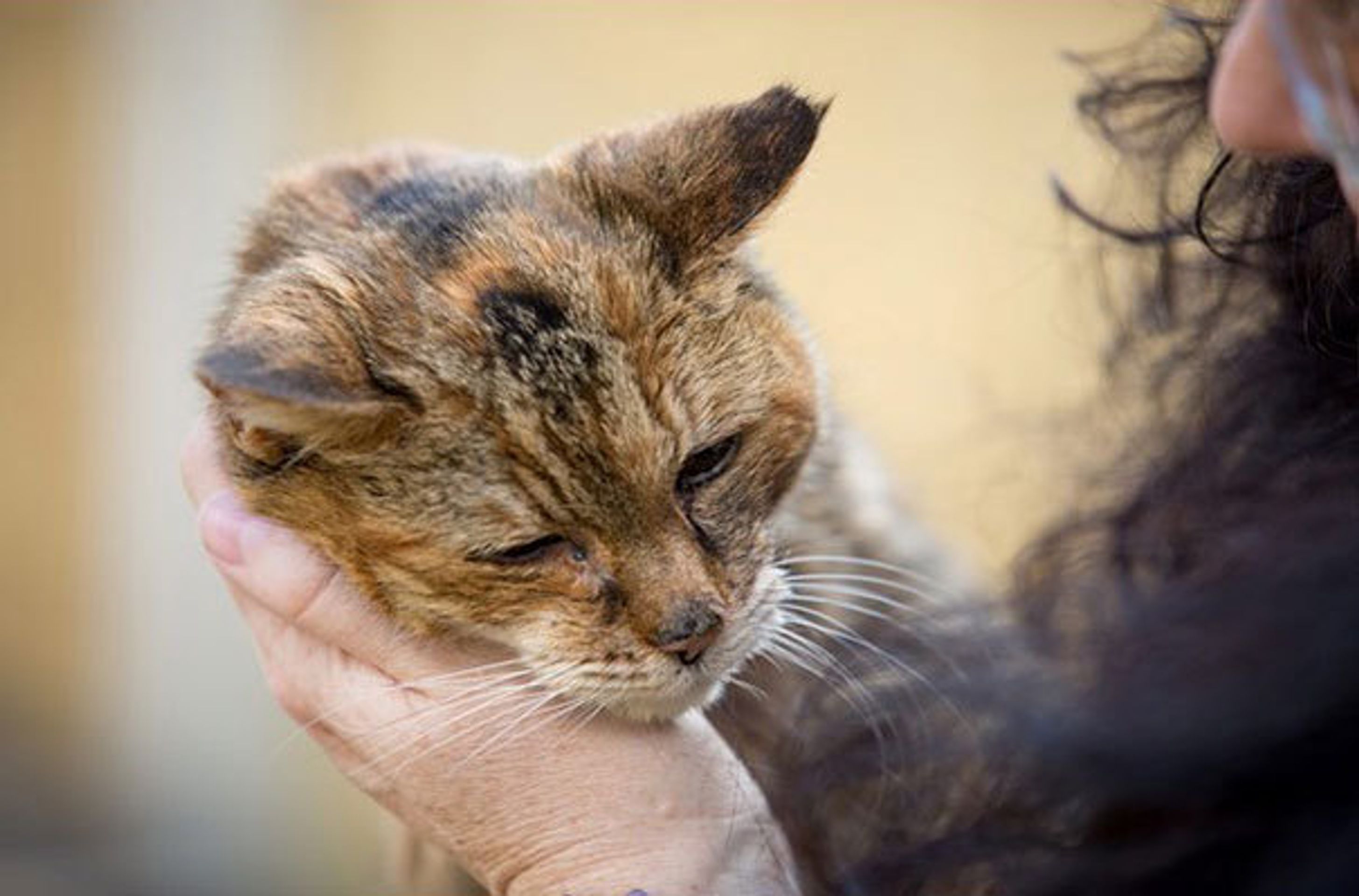 Nejstarší kočka na světě - 6 - FOTOGALERIE: Nejstarší kočce na světě je 114 lidských let! (9/14)