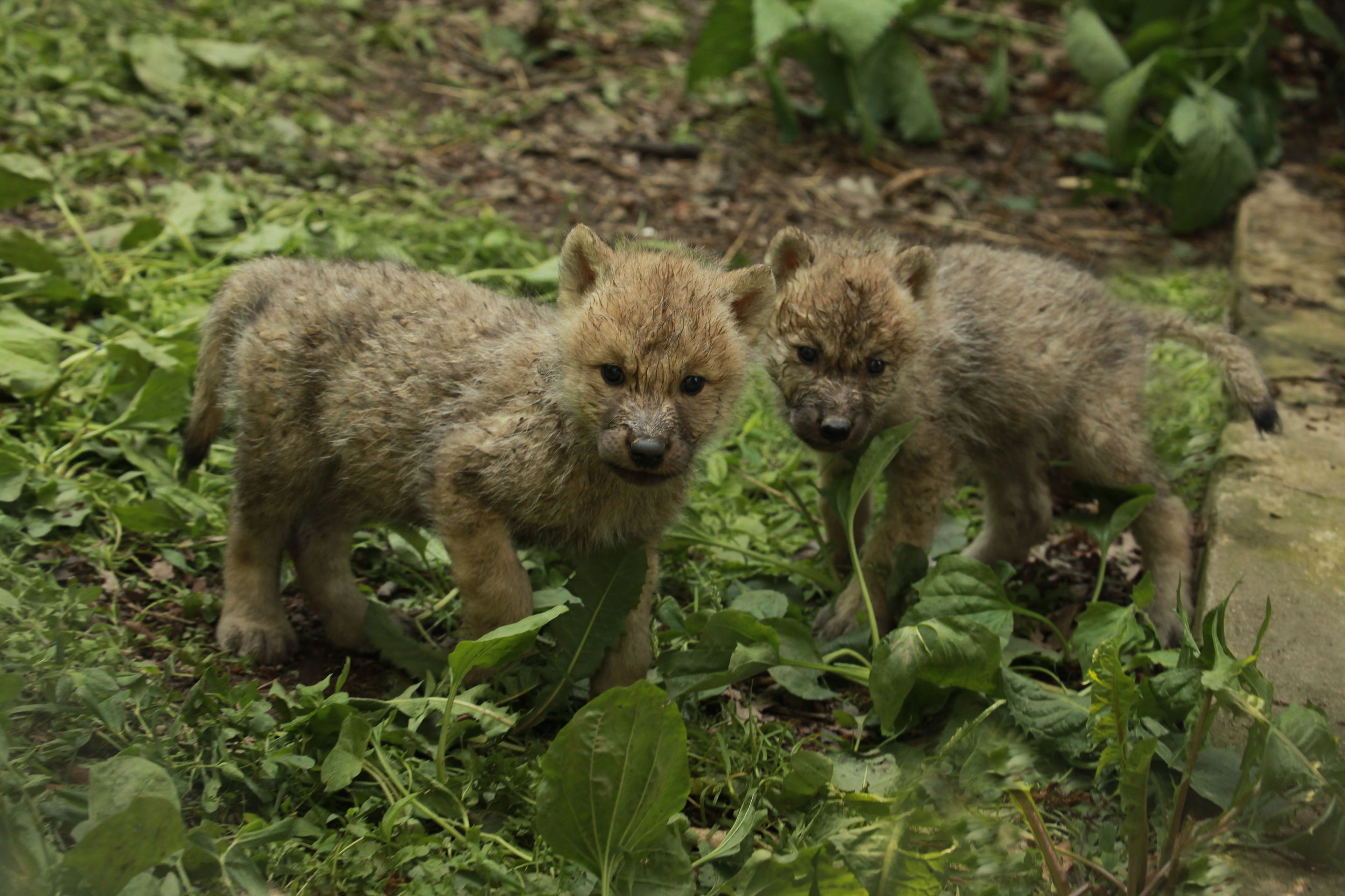 Paterčata vlků arktických v brněnské ZOO - 5 - GALERIE: Paterčata vlků arktických v brněnské ZOO (5/7)