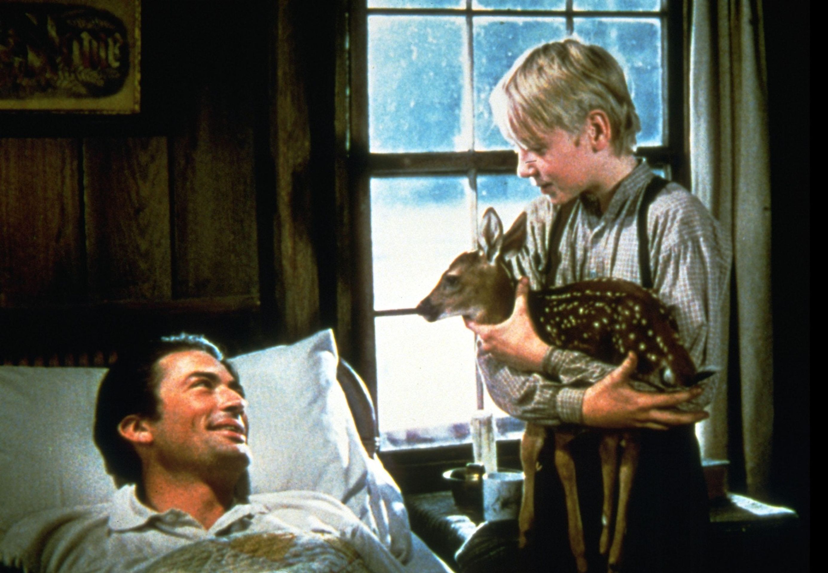 Claude Jarman a Gregory Peck v dramatu The Yearling, 1946 (3) - Claude Jarman (1/5)