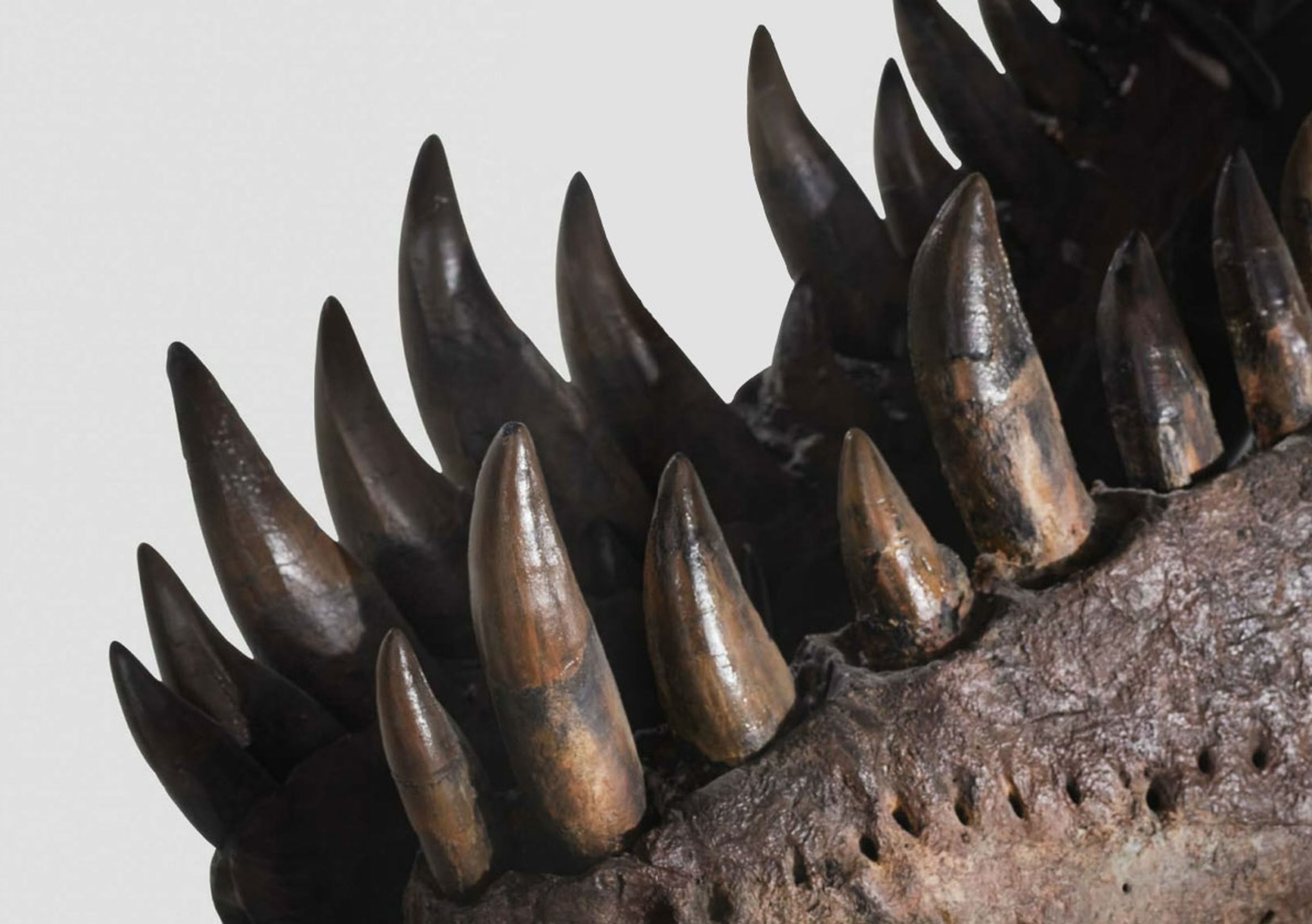 Tyrannosaur rex - Tyrannosaur rex (6/12)