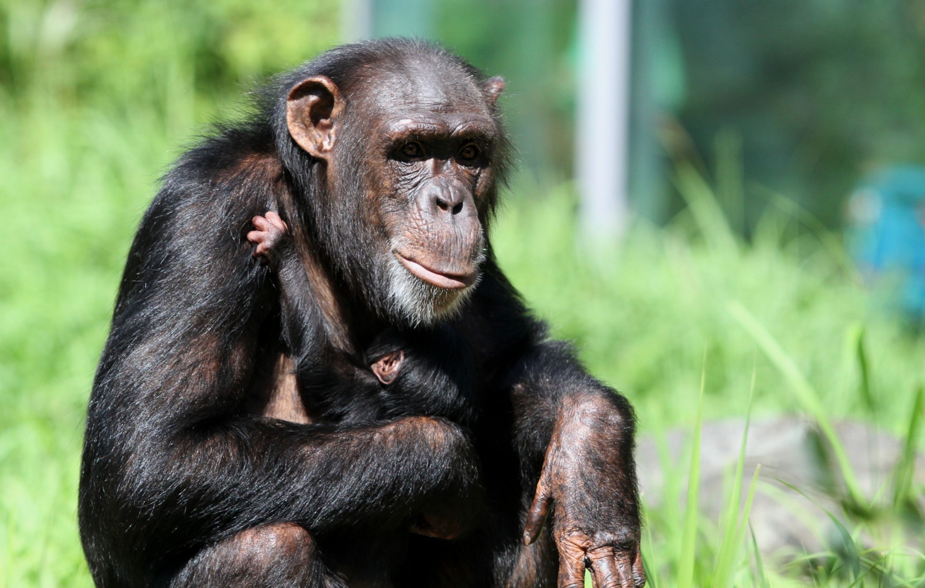 V zoo se narodilo mládě šimpanze (3) - V zoo se narodilo mládě šimpanze (2/3)