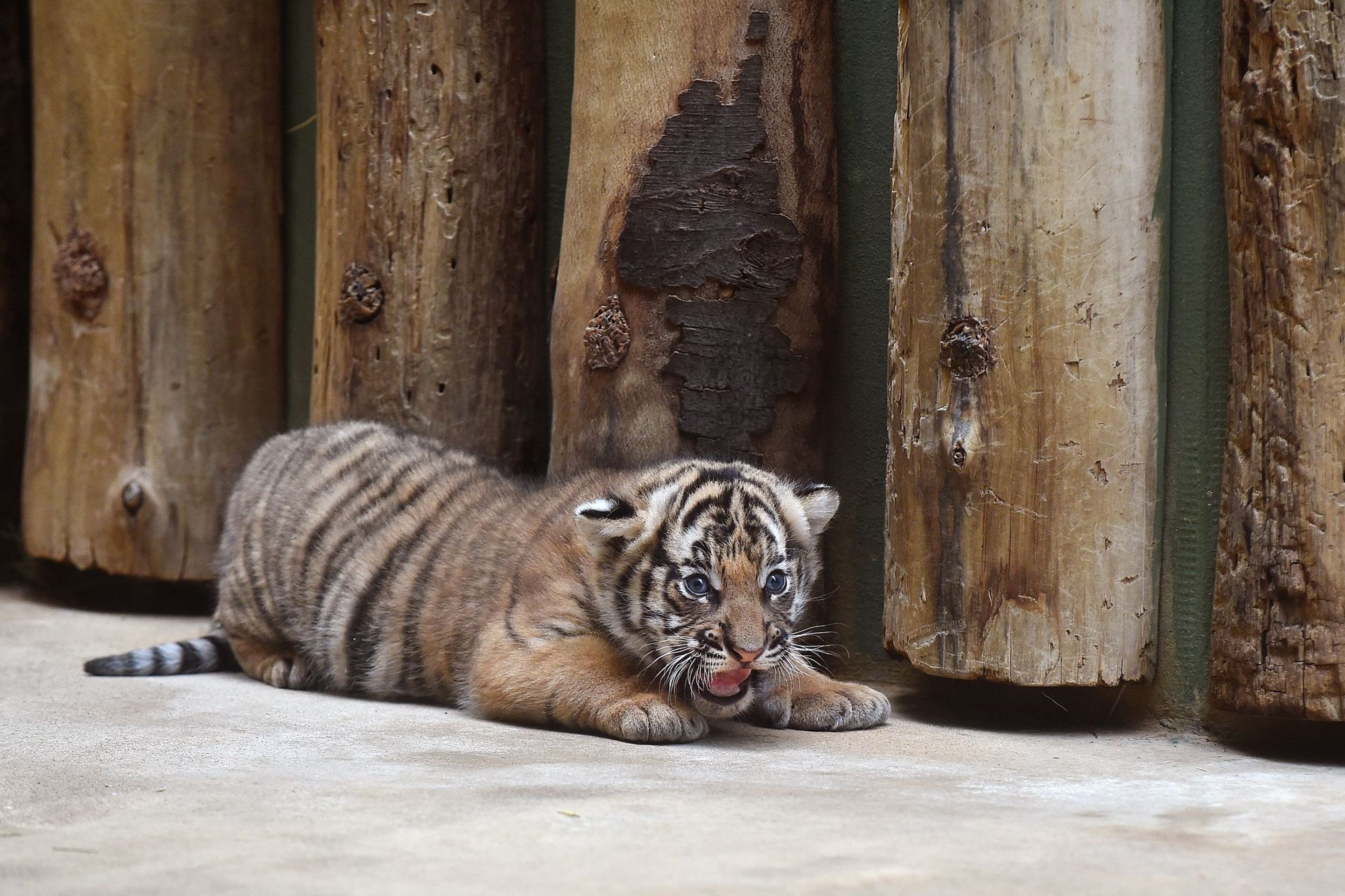 Mláďata tygra malajského v Zoo Praha - 1 - GALERIE: Mláďata tygra malajského v Zoo Praha (4/23)