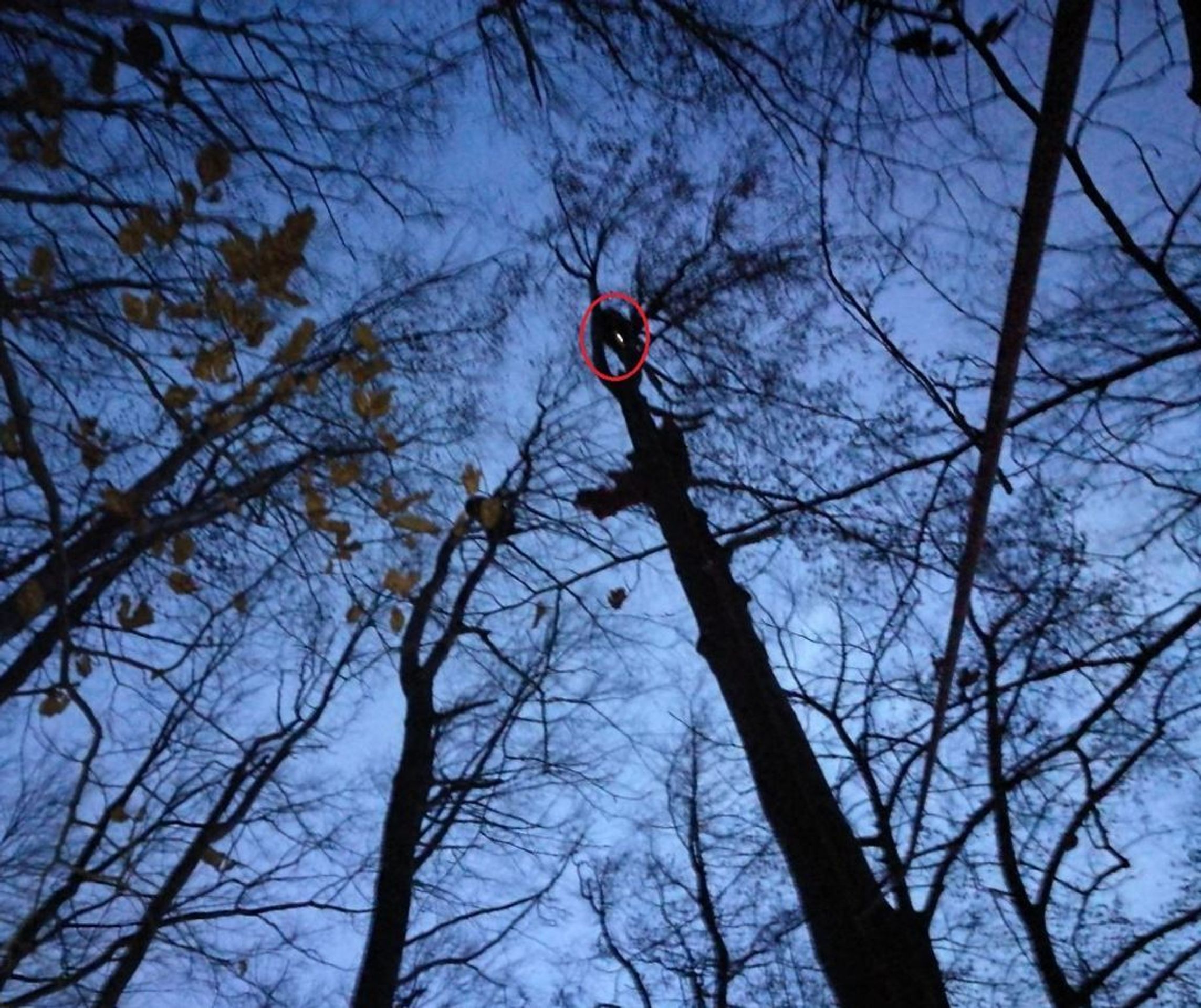 Paraglidista visel ze stromu! Silný vítr mu sbalil padák - 4 - GALERIE: Paraglidista visel ze stromu! (2/4)