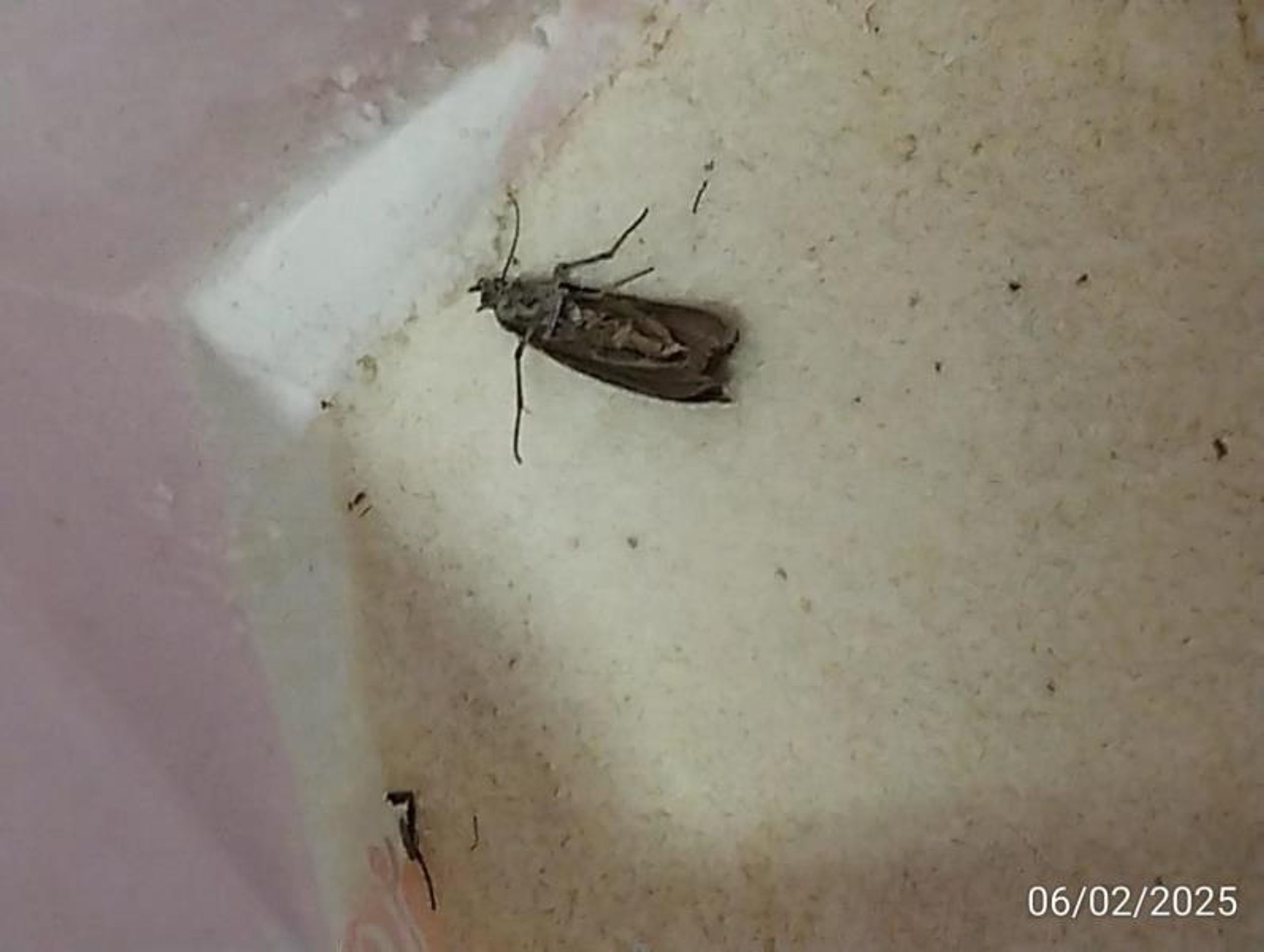 Inspekce odhalila závadnou mouku v Kauflandu - Inspekce odhalila závadnou mouku v Kauflandu (15/16)