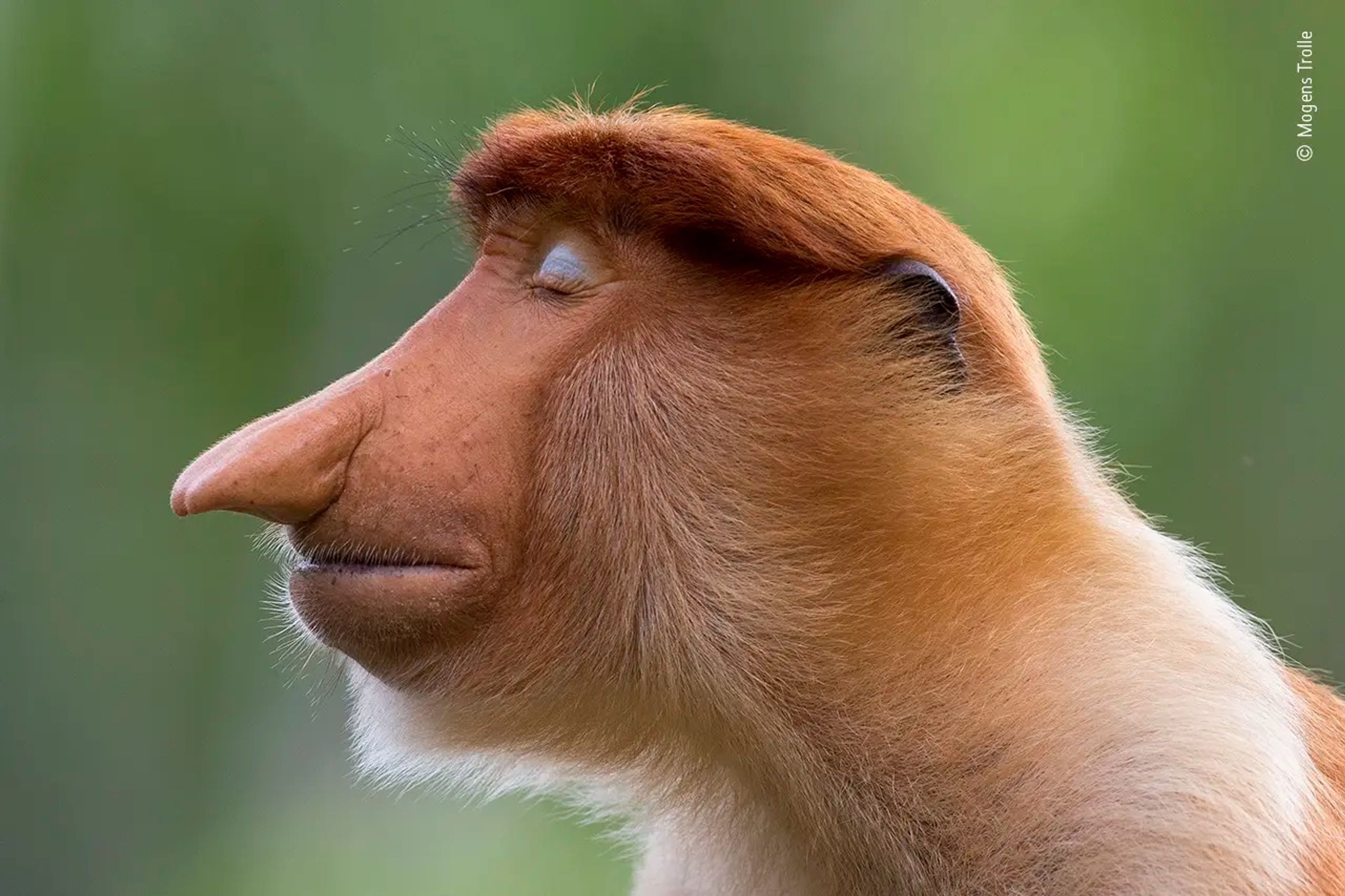 Wildlife Photographer of the Year - Mogens Trolle - GALERIE: Wildlife Photographer of the Year (8/10)