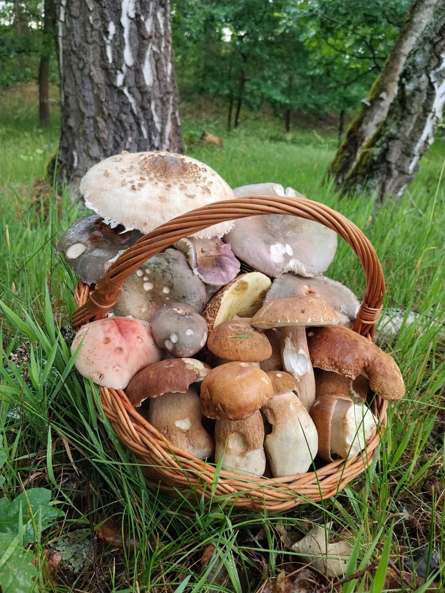 Úlovek houbaře - Úlovky houbařů (2/4)