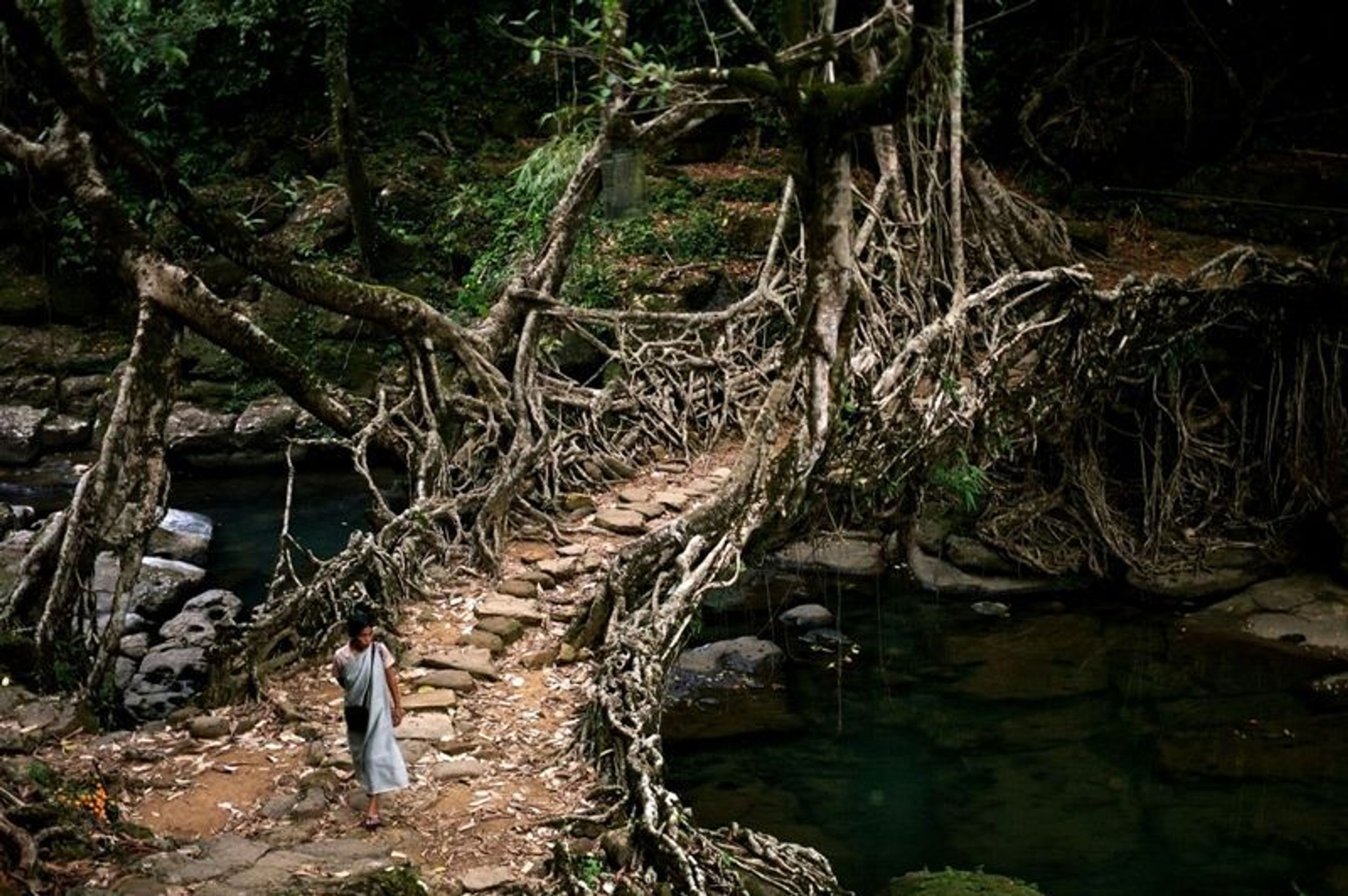 Most - GALERIE: Most "Tree Root", Cherrapunji (Indie) (1/3)
