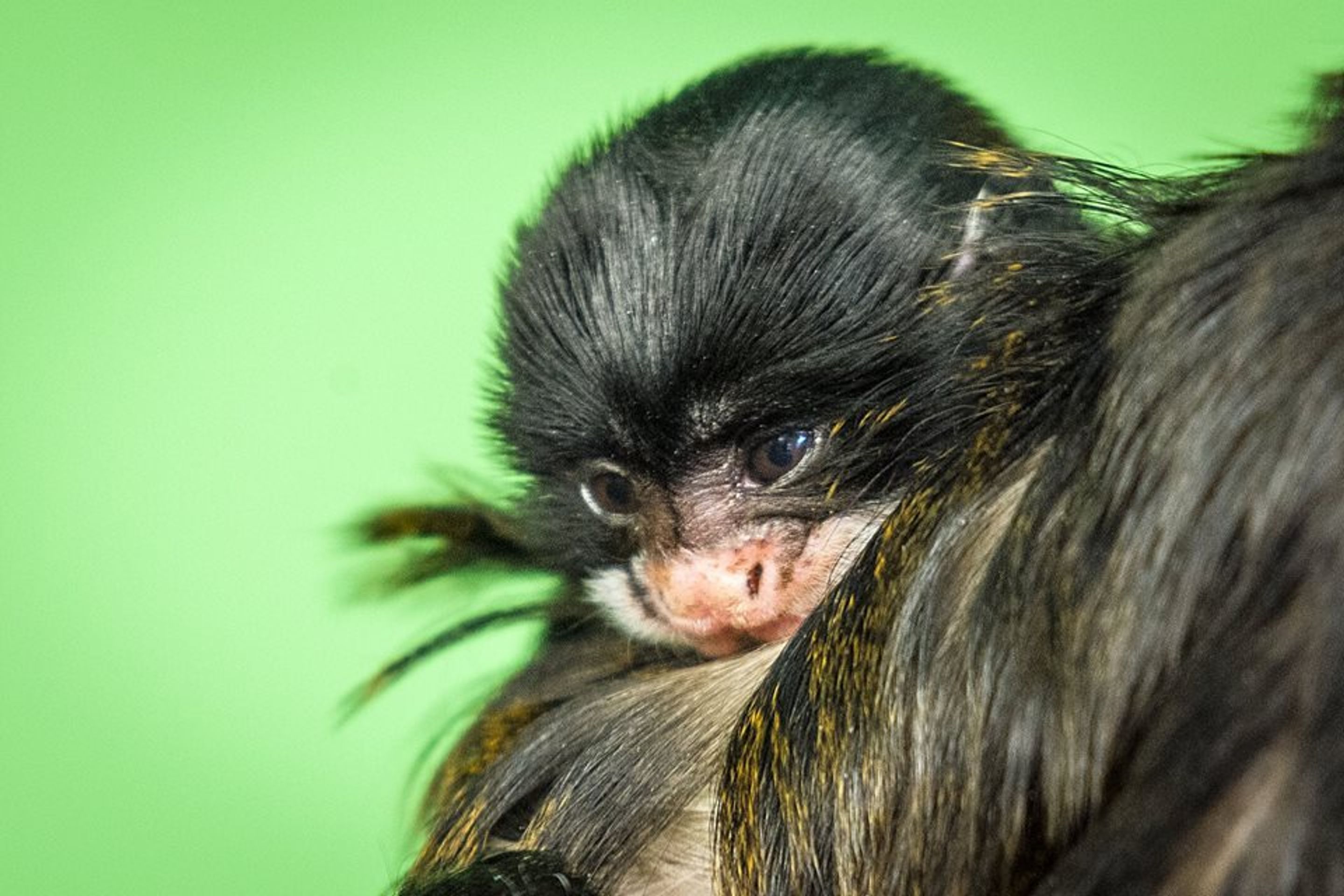 Nová mláďata v pražské zoo - 4 - GALERIE: Nová mláďata v pražské zoo (3/5)