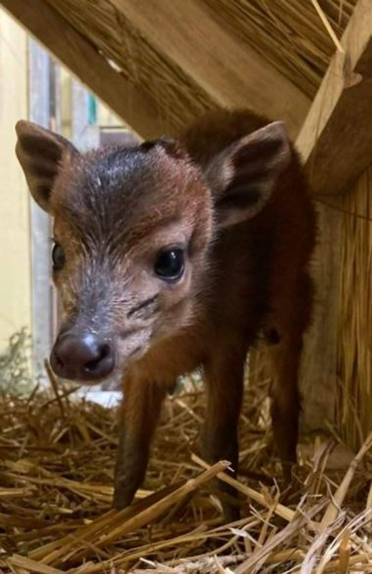 Dikdik - Miniaturní antilopy (2/3)