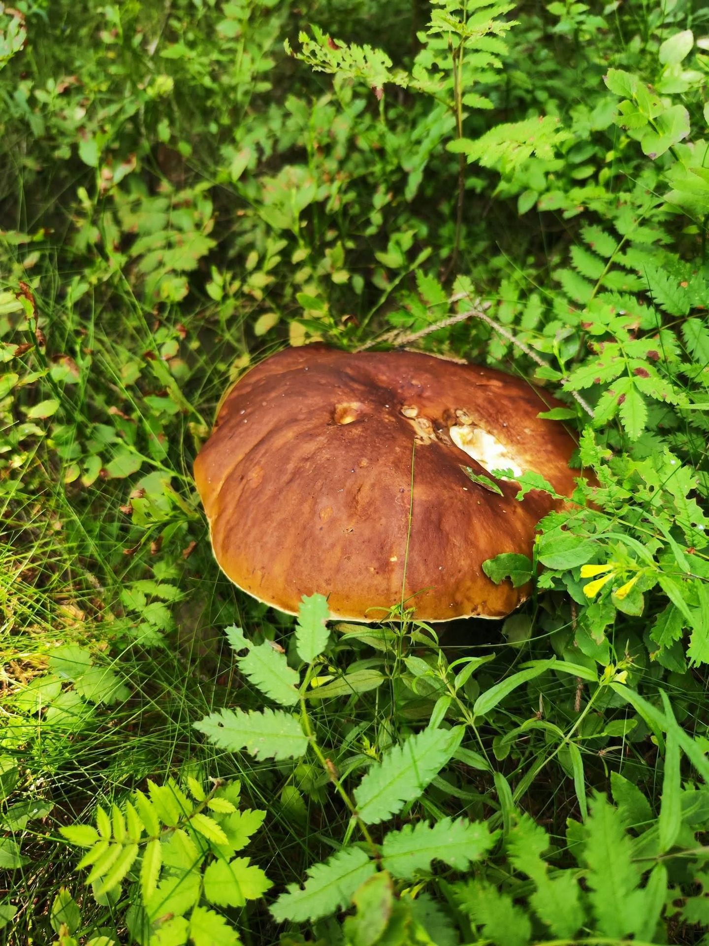 Houbová nadílka na Chomutovsku - Houbová nadílka na Chomutovsku (2/12)